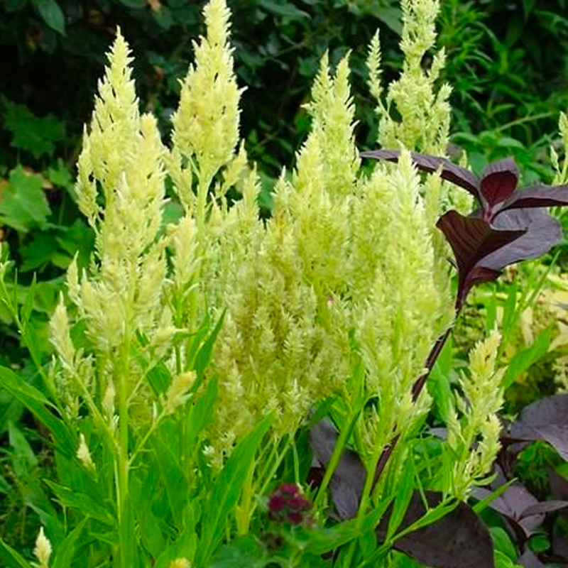 500 Pcs Plumed Castle Celosia Seeds