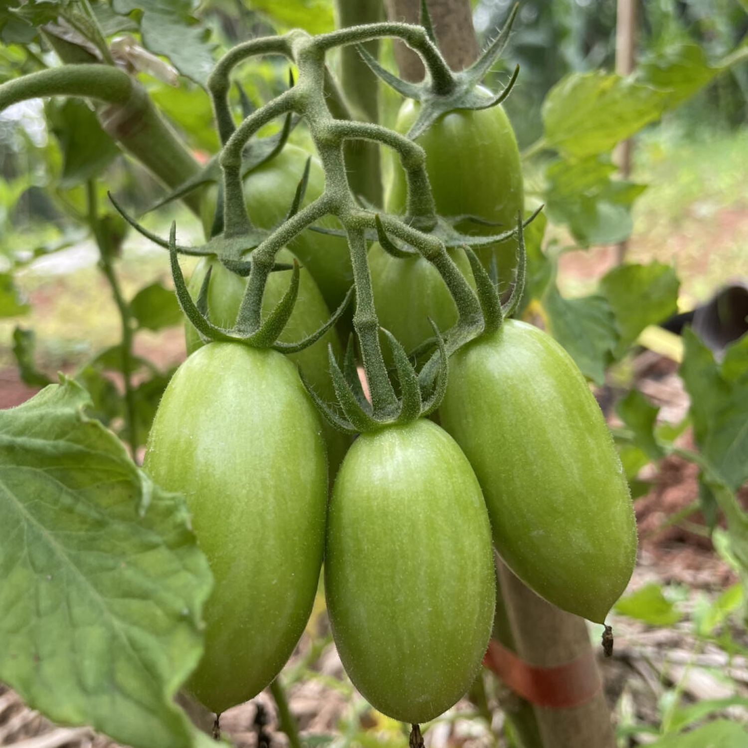 Cherry Tomato Seeds - Blush Tomato