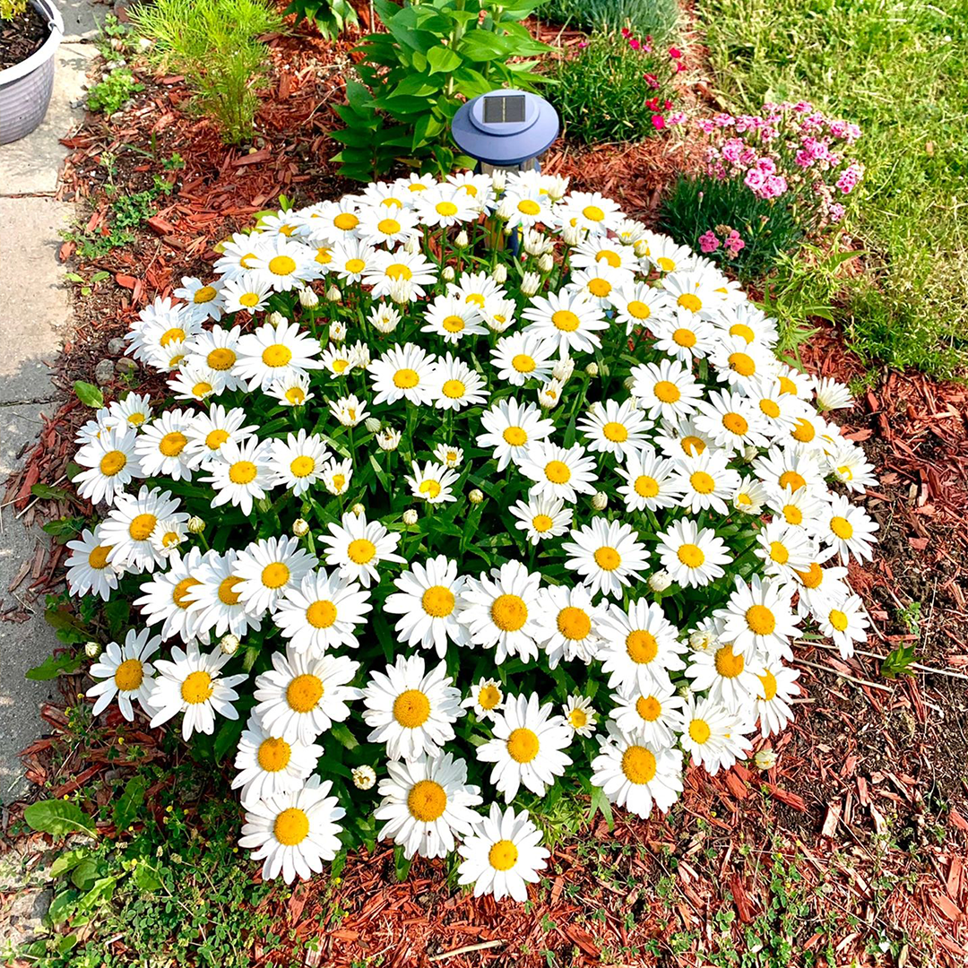 Daisy Seeds