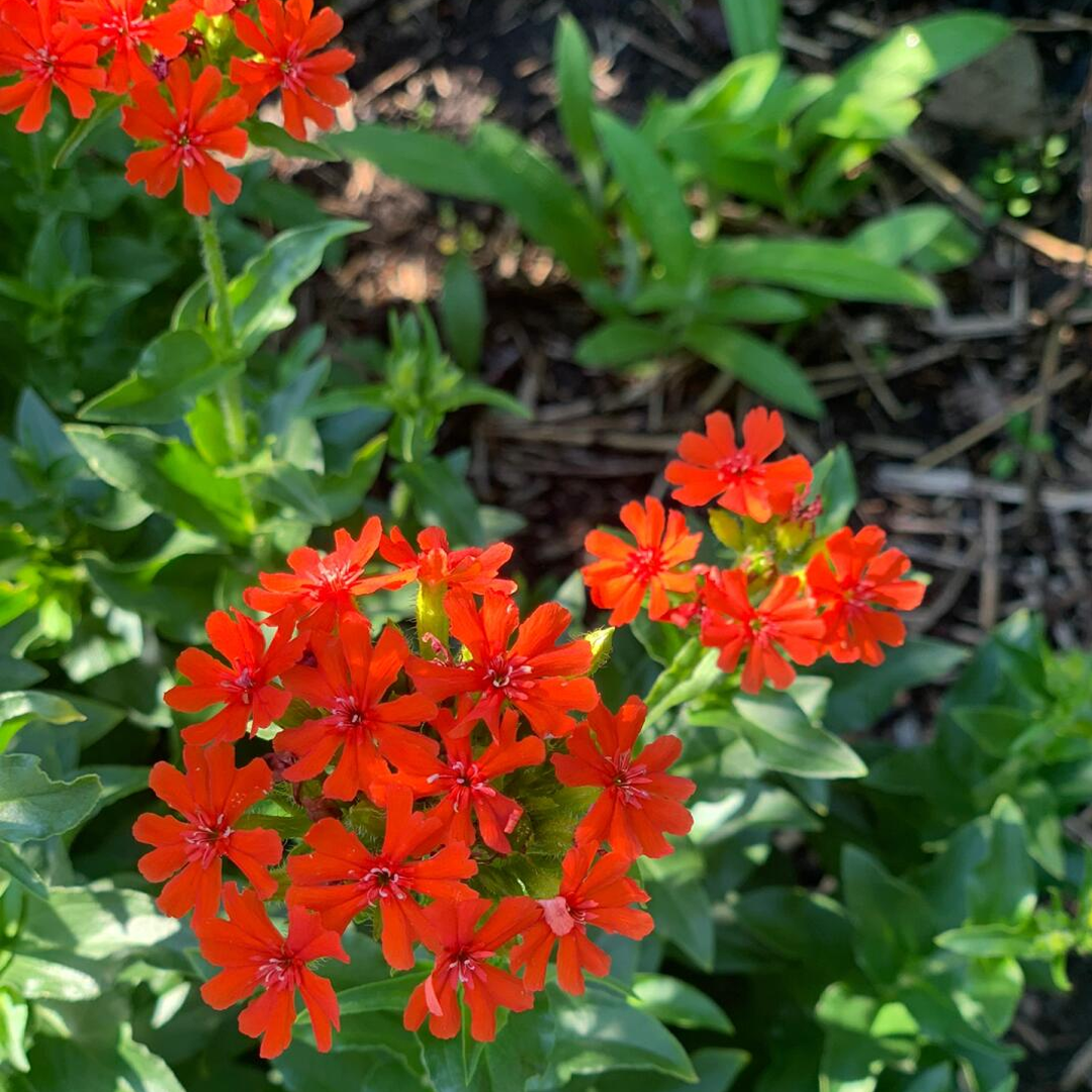 Maltese Cross Seeds