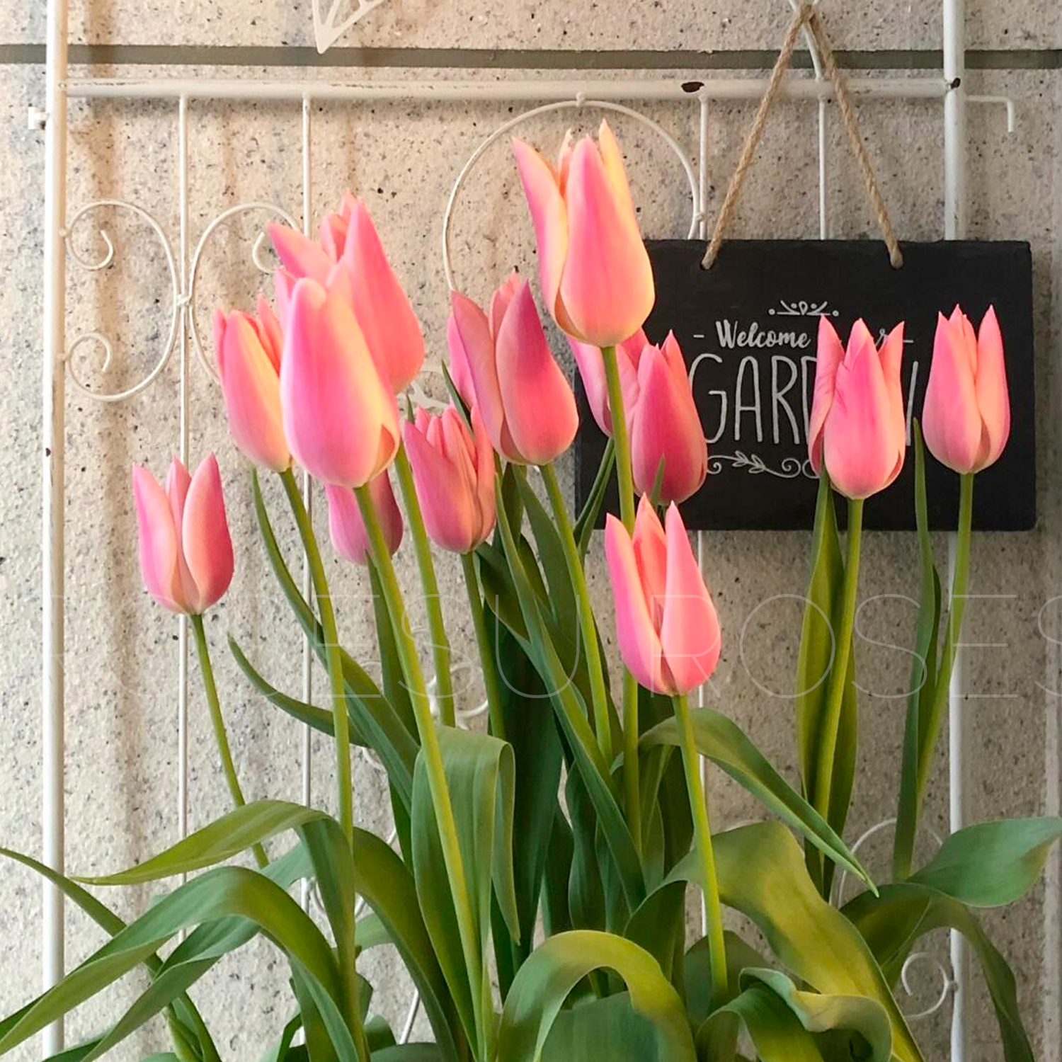 Tulip Bulbs - Chanel