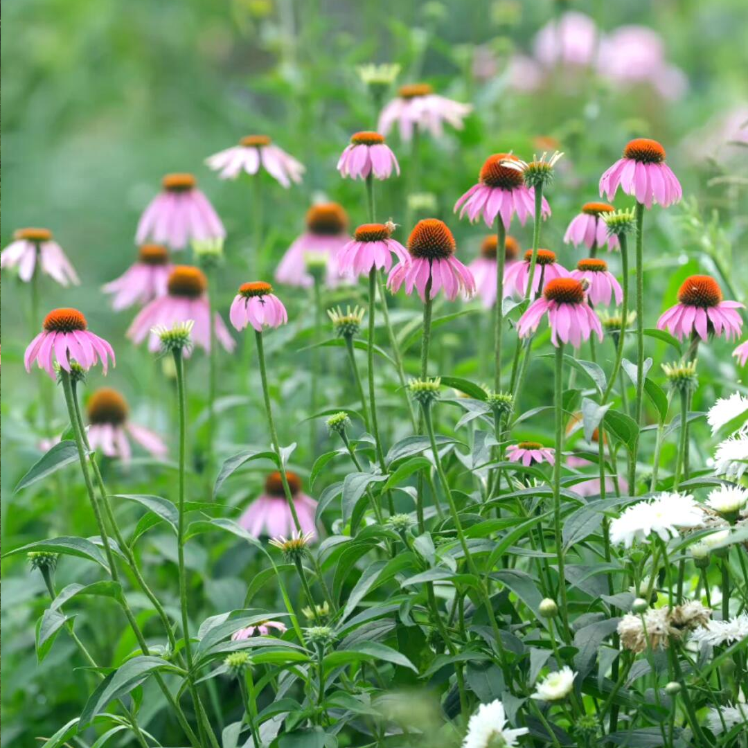 Purple Coneflower Seeds