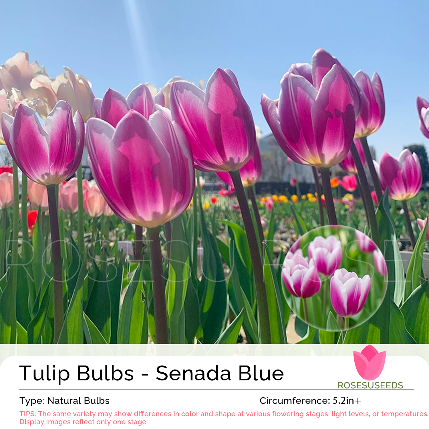 Tulip Bulbs - Senada Blue