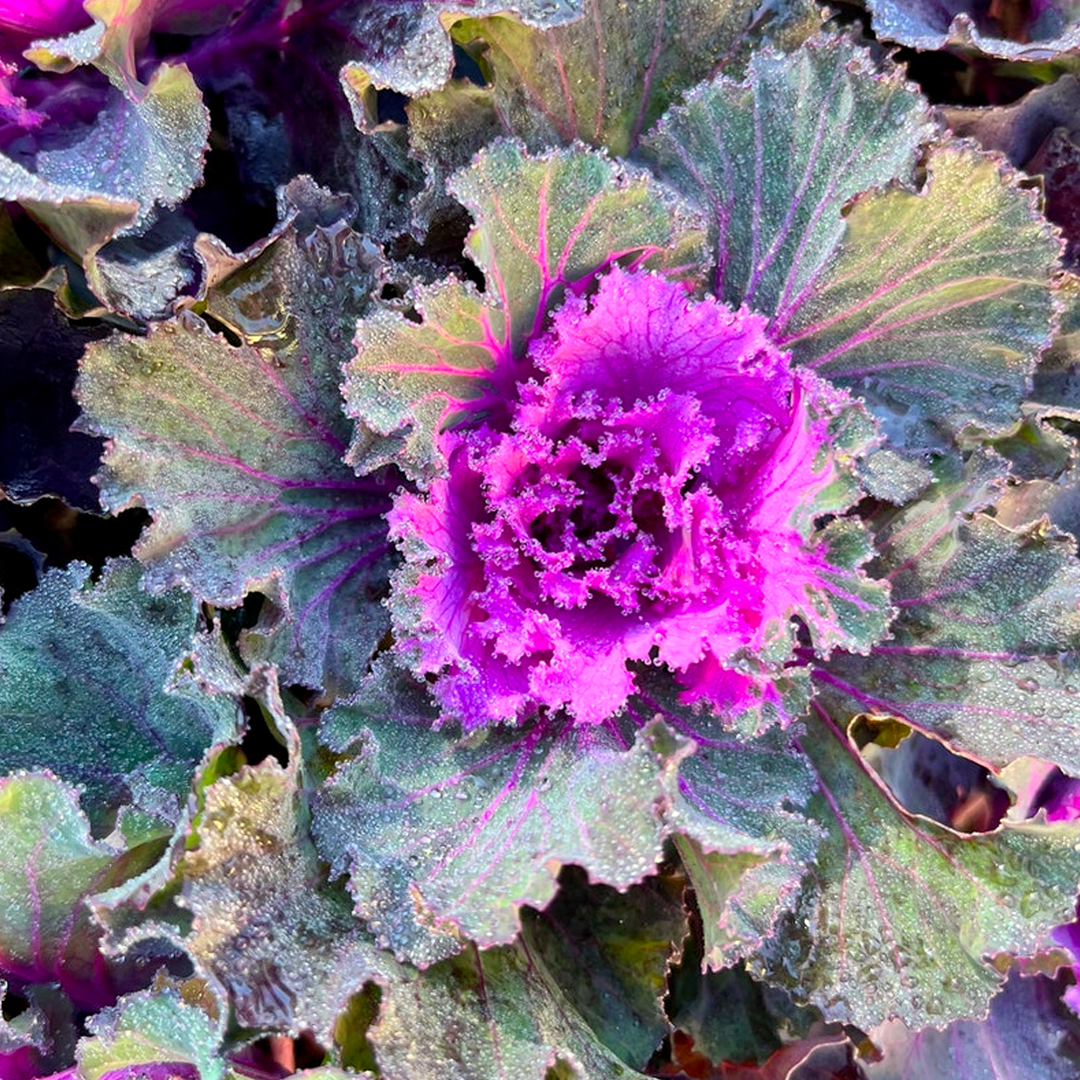 Ornamental Kale Seeds - Mix