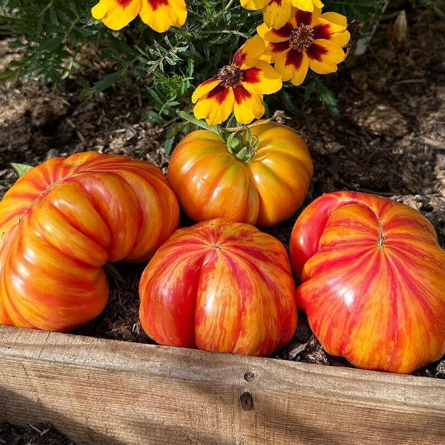 Tomato Seeds  - Pattie Yellow Striped