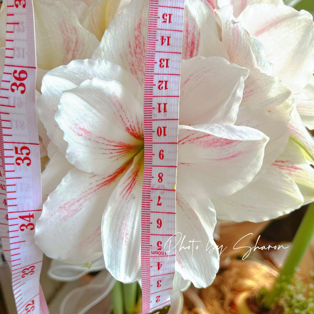 Amaryllis Bulbs - Easy-Care Pink Wax with White/Pink Blooms