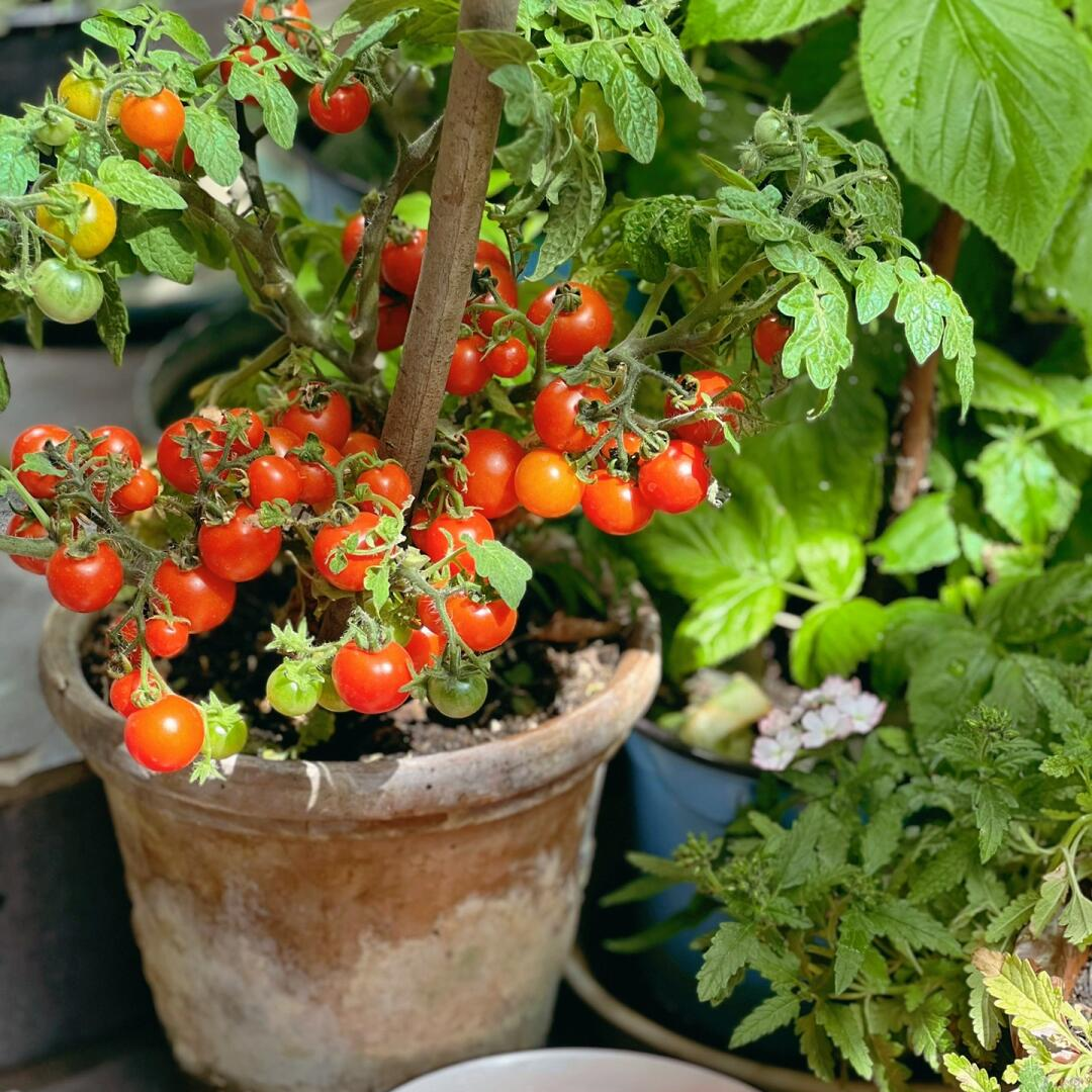 Dwarf Tomatos Seeds