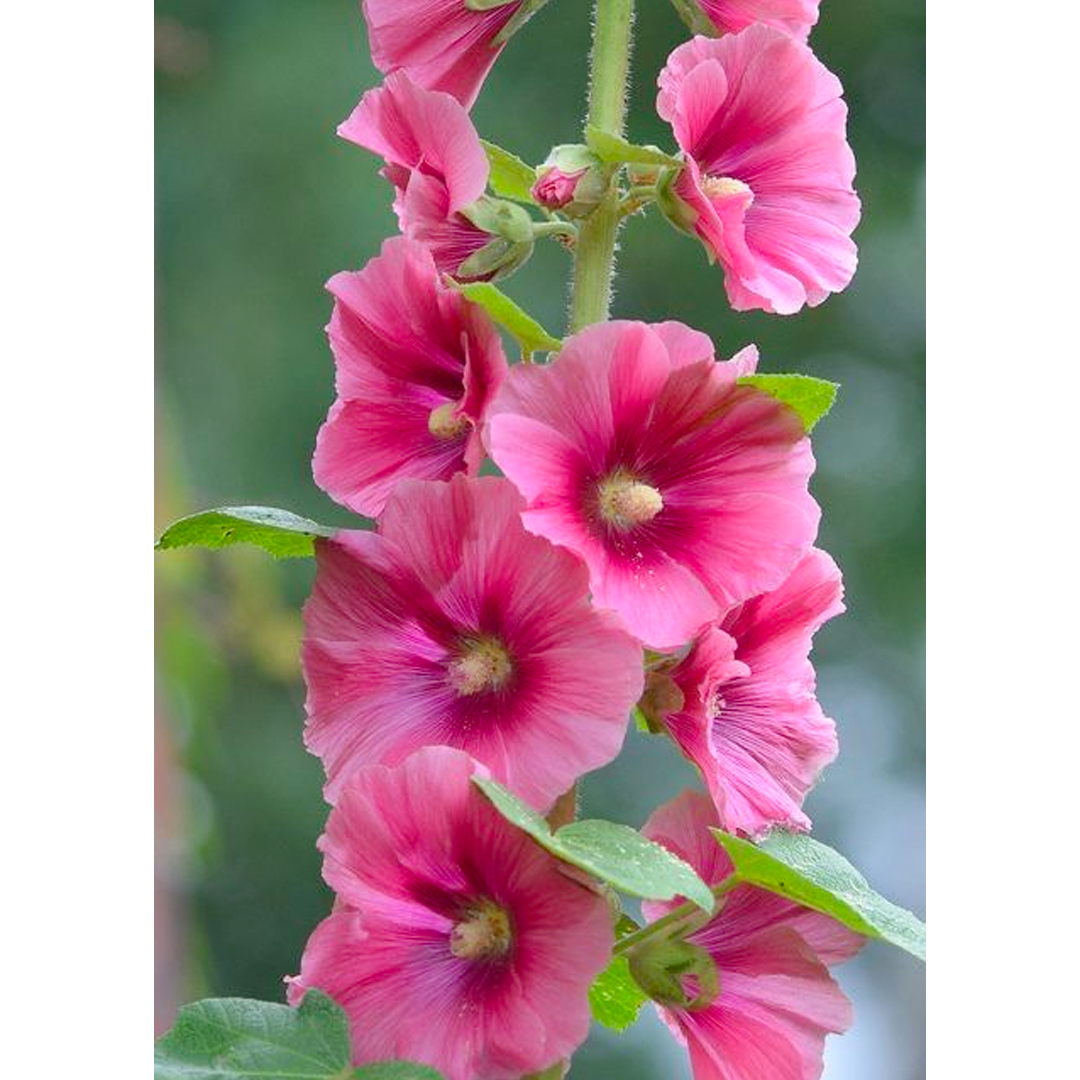 Single Flowered Hollyhock Seeds - Mixed Color