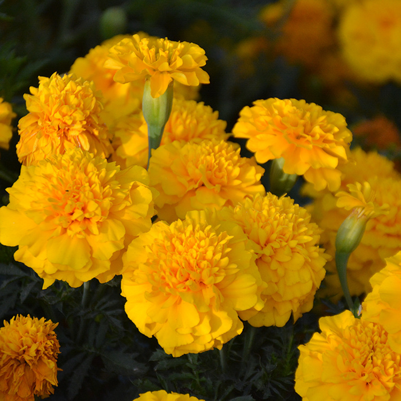 French Marigold Seed- Mixed Color