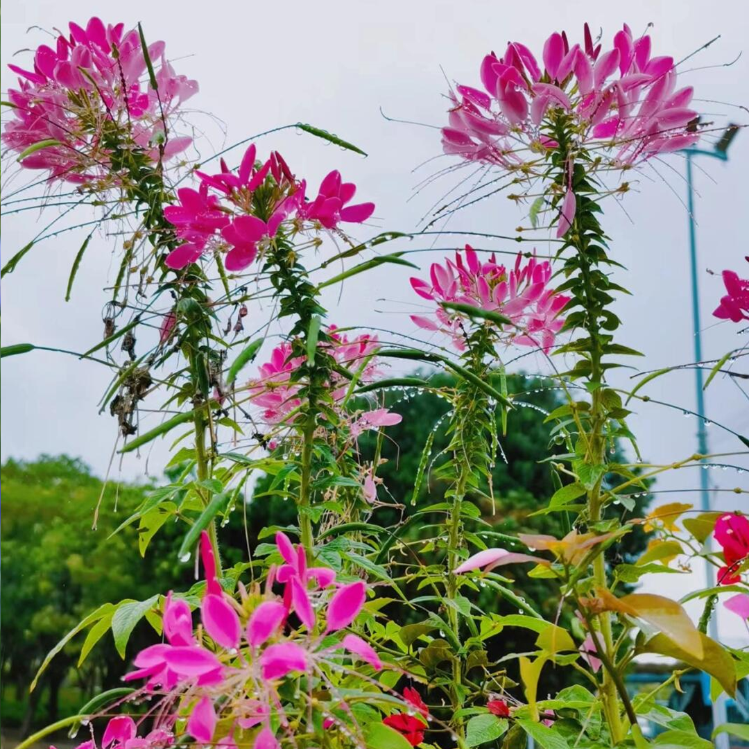 Cleome Seeds