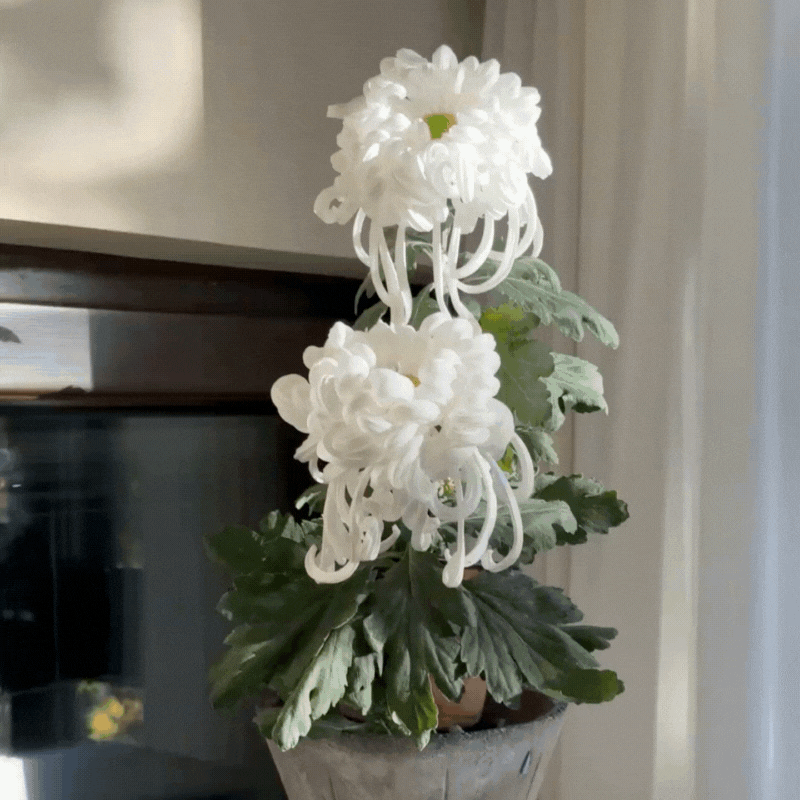 Large-flowered Chrysanthemum