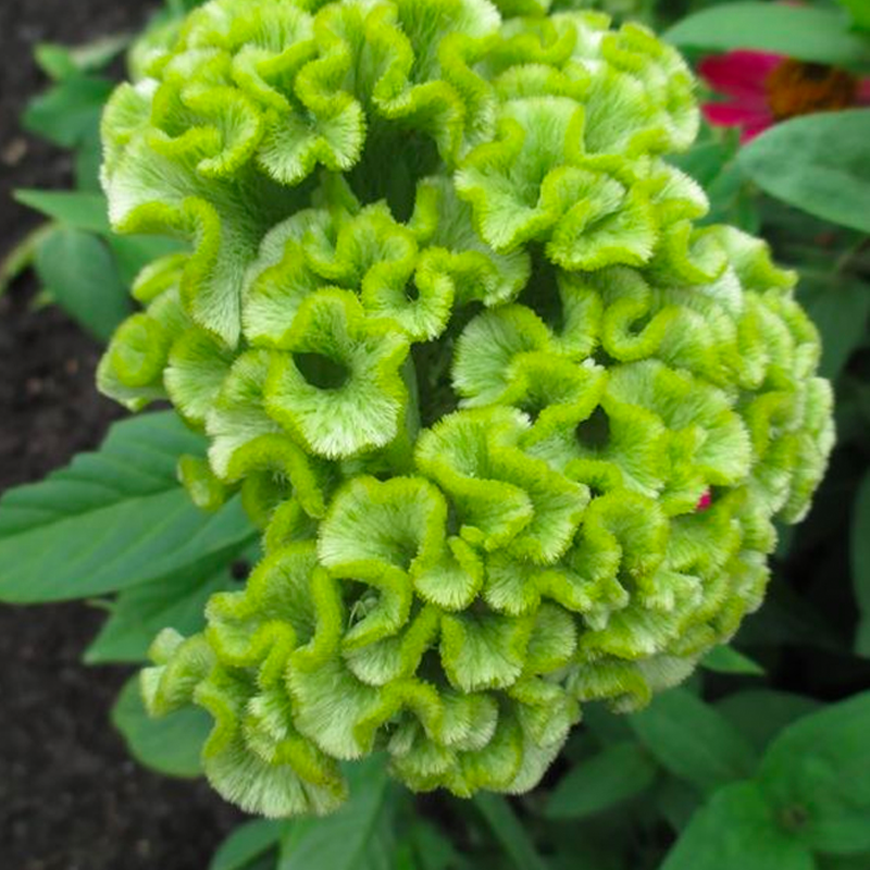 500 Pcs Cockscomb Celosia Seeds