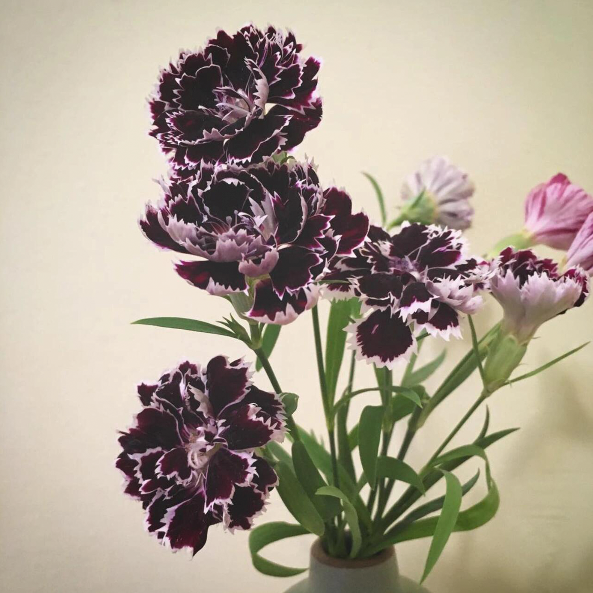 Carnation Seeds - Black & White Minstrels