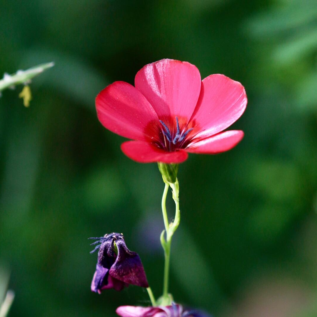 Scarlet Flax Seeds