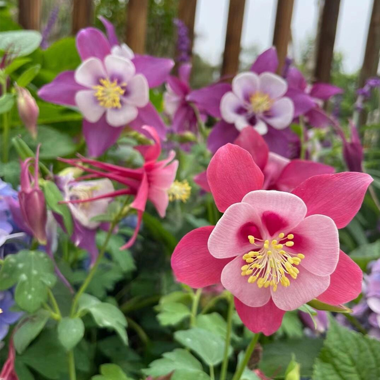 Columbine Seeds