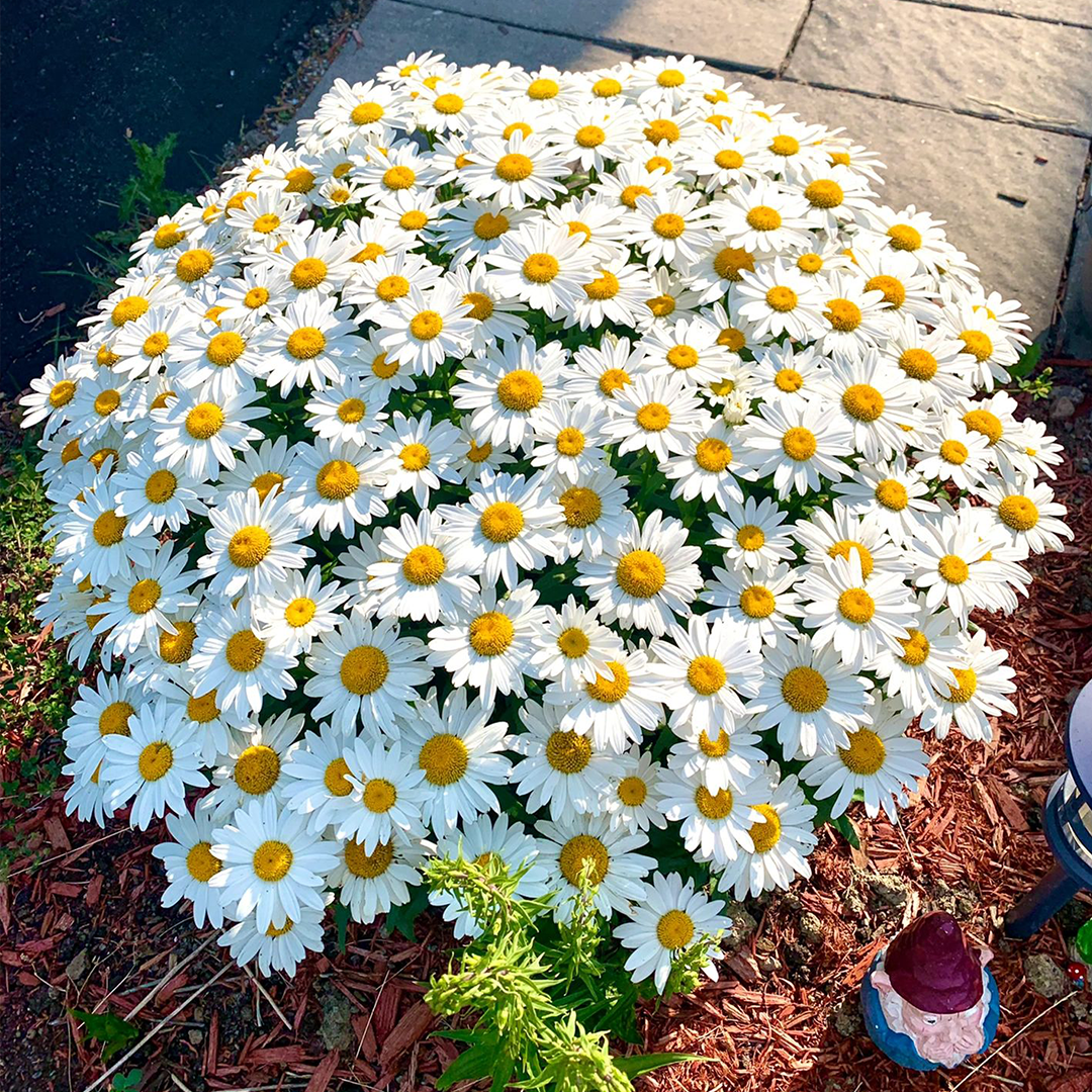 Daisy Seeds