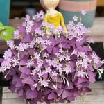 Oxalis Triangularis - Purple Shamrock