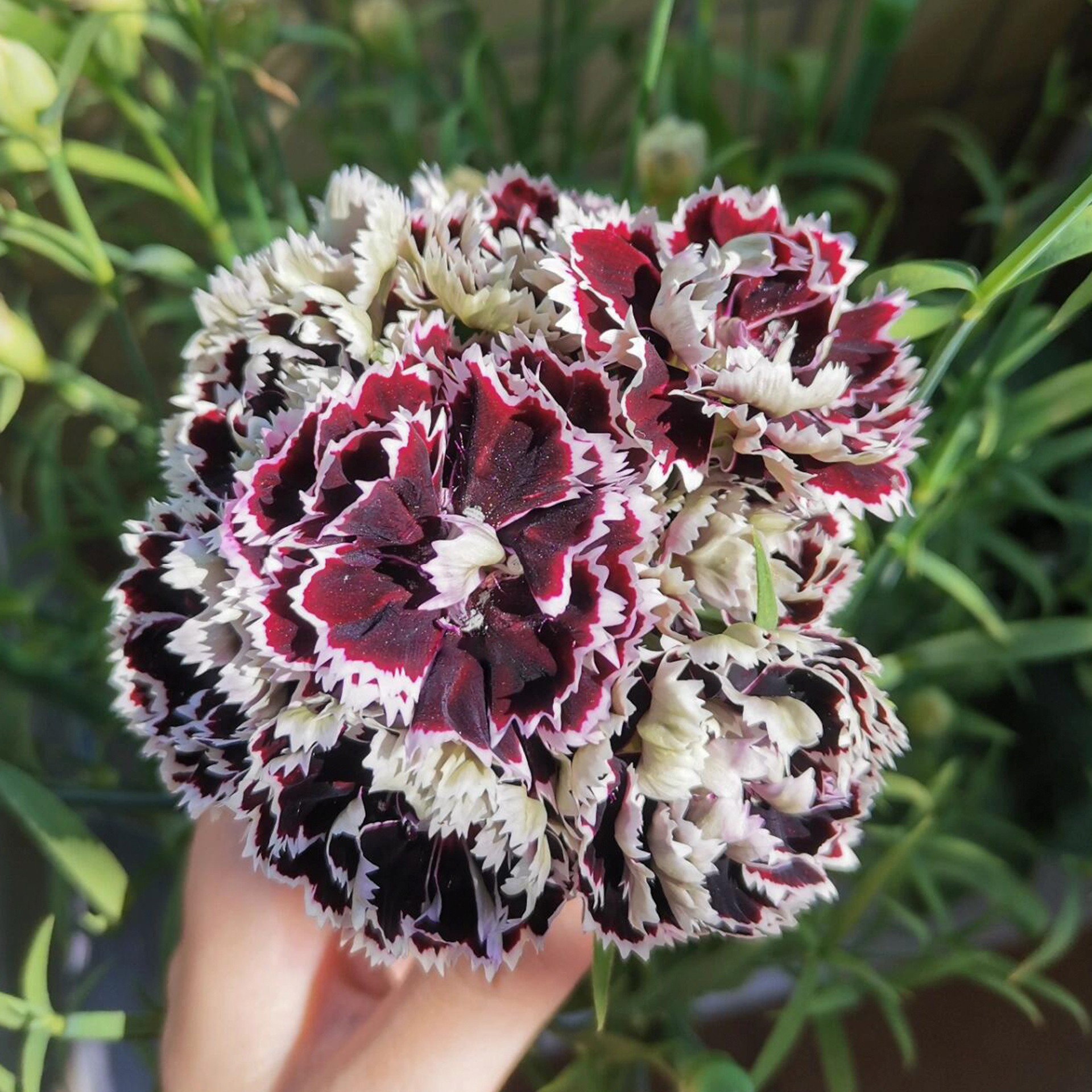 Carnation Seeds - Black & White Minstrels