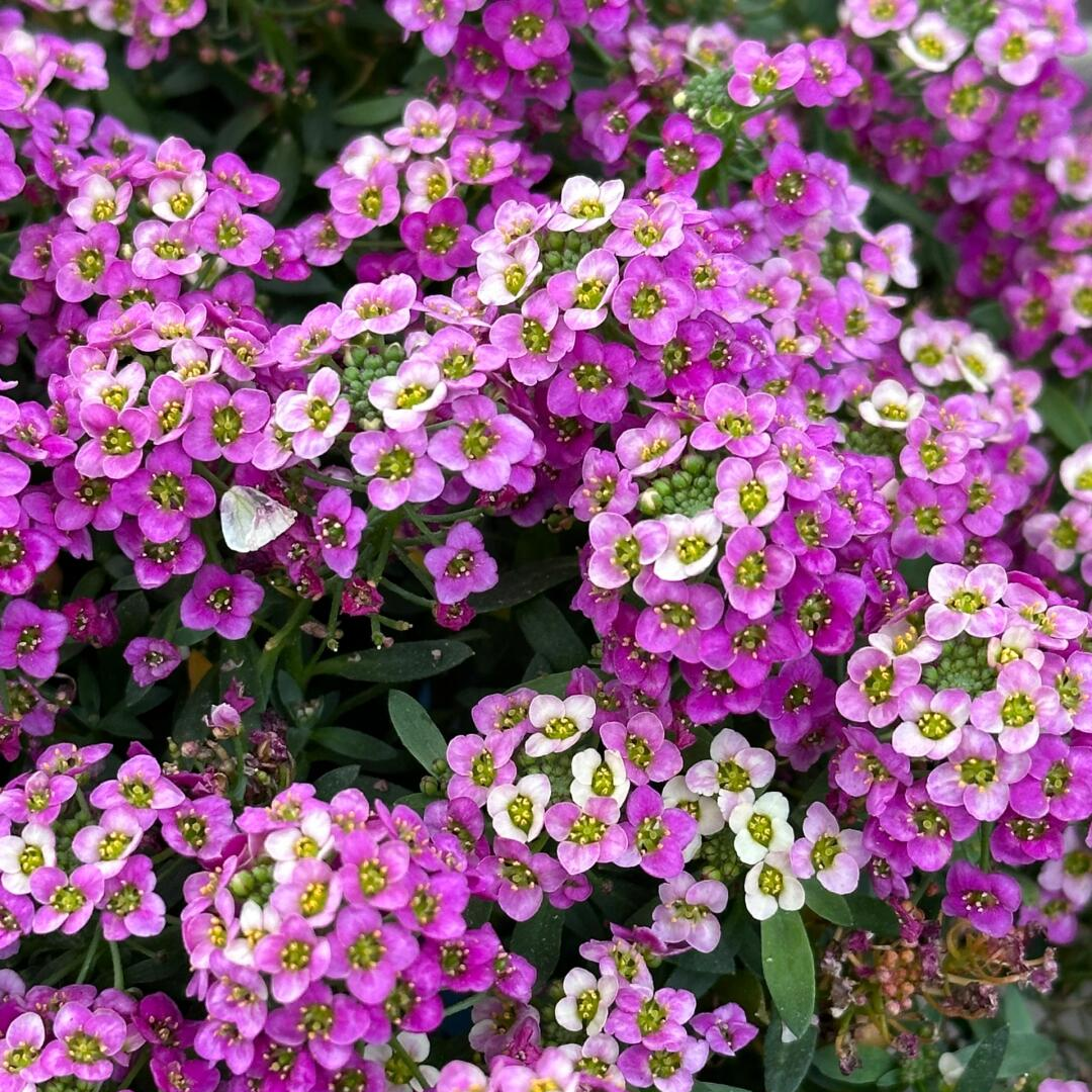 Sweet Alyssum Seeds (Dwarf)