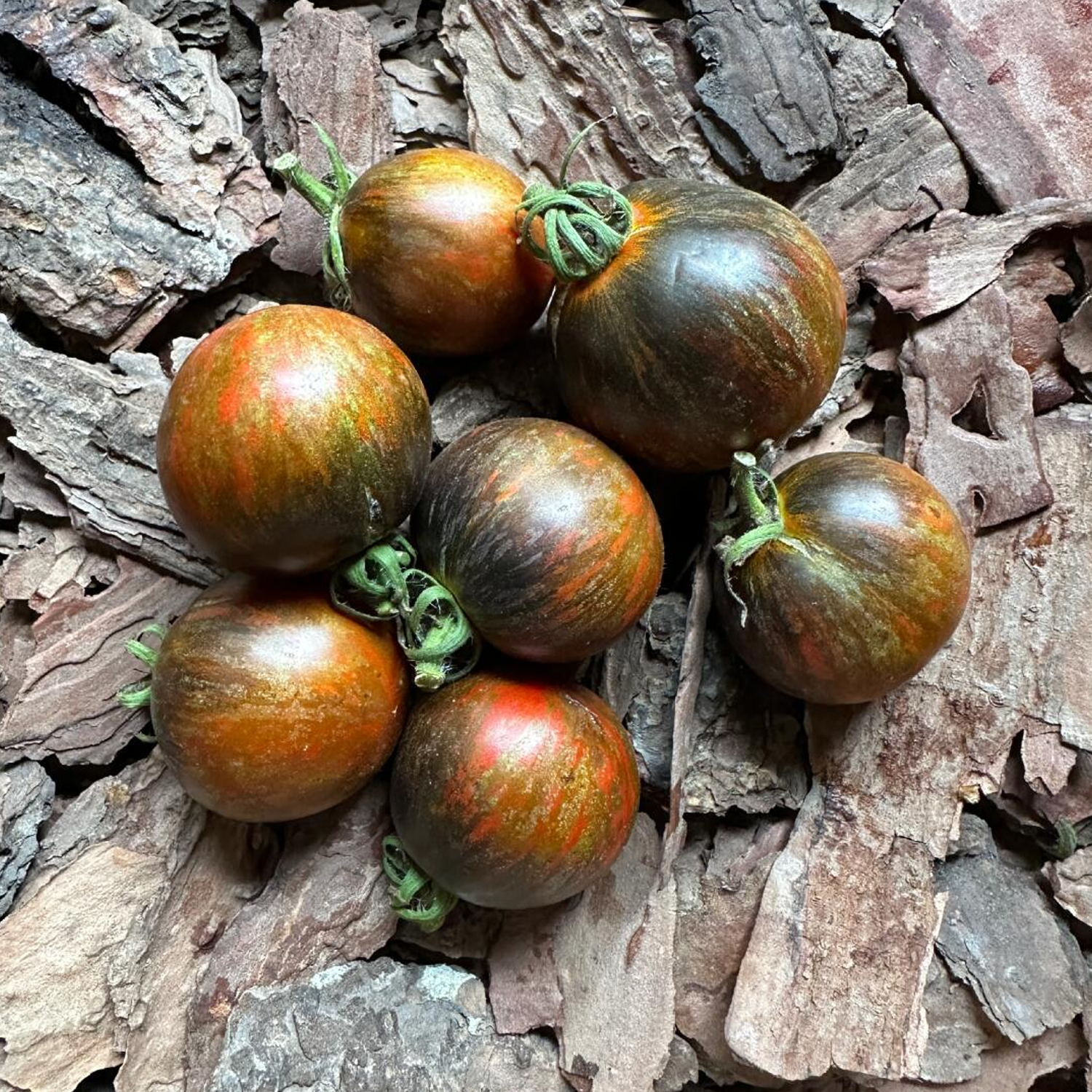 Cherry Tomato Seeds - Cosmic Eclipse