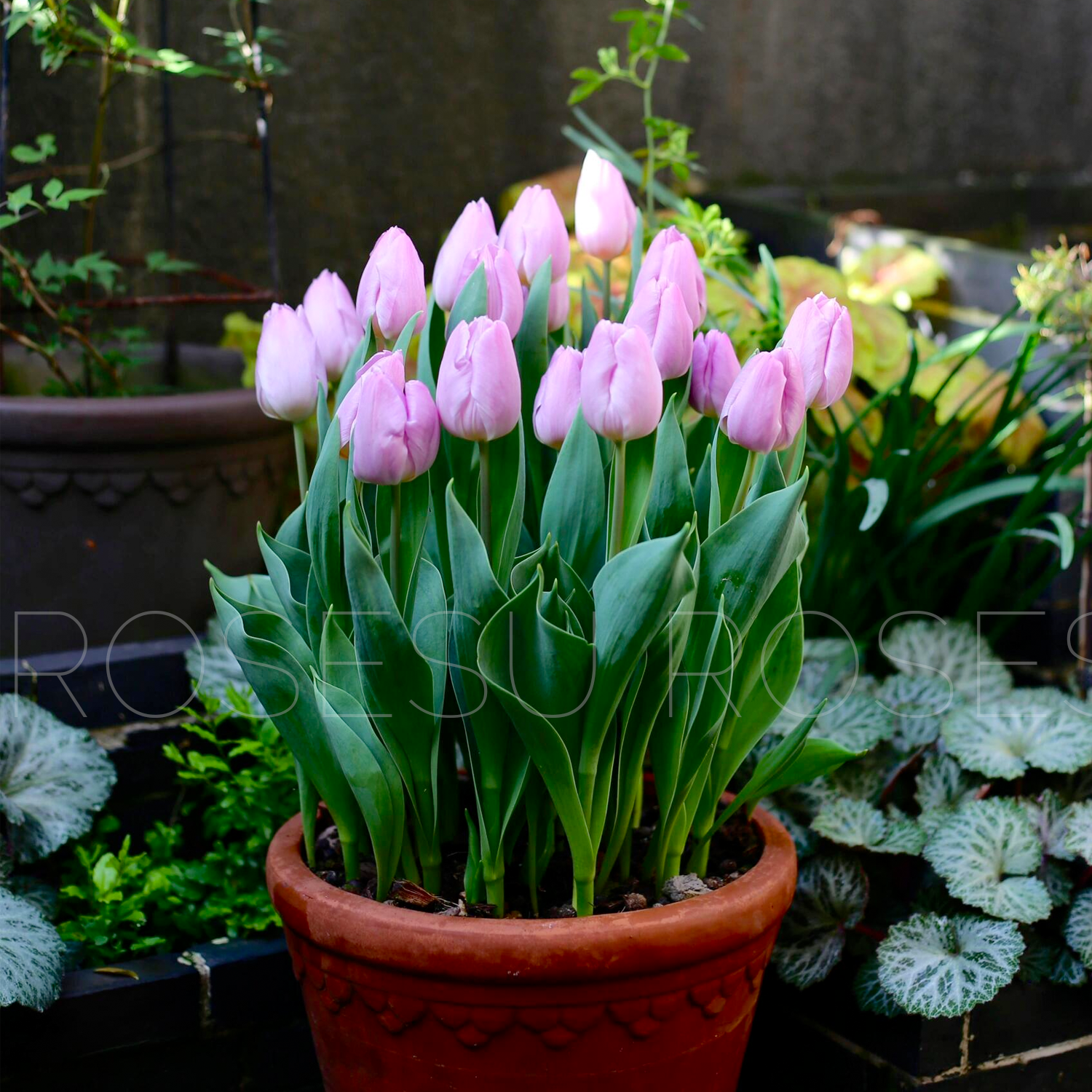 Tulip Bulbs - Royal Purple