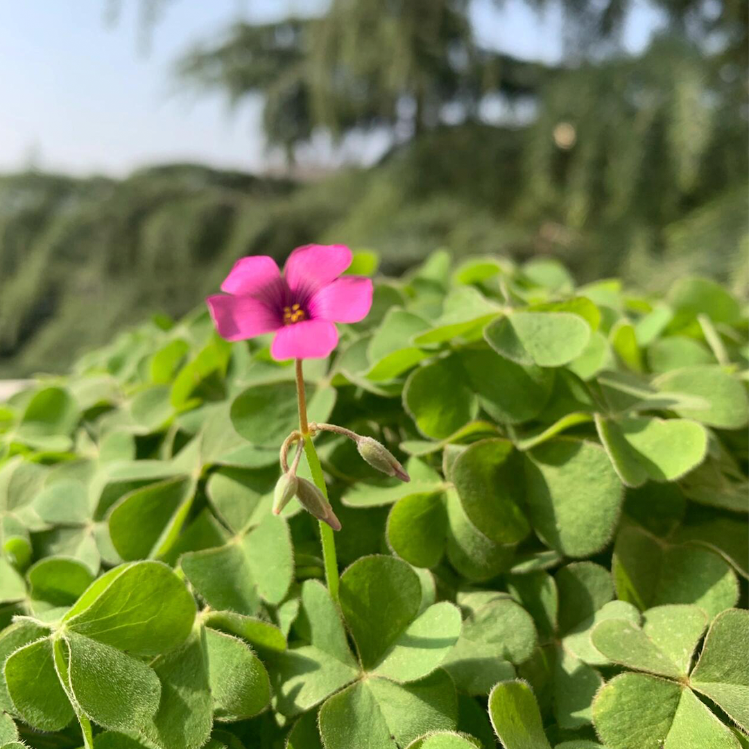 Oxalis Triangularis - Green Shamrock