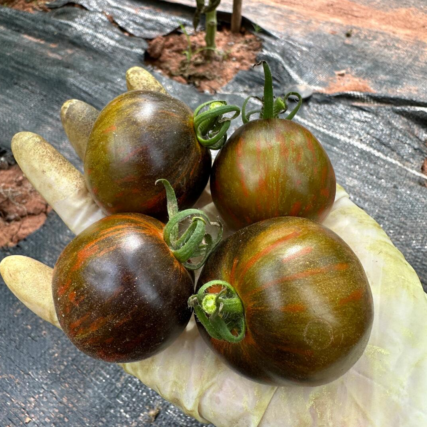 Cherry Tomato Seeds - Cosmic Eclipse