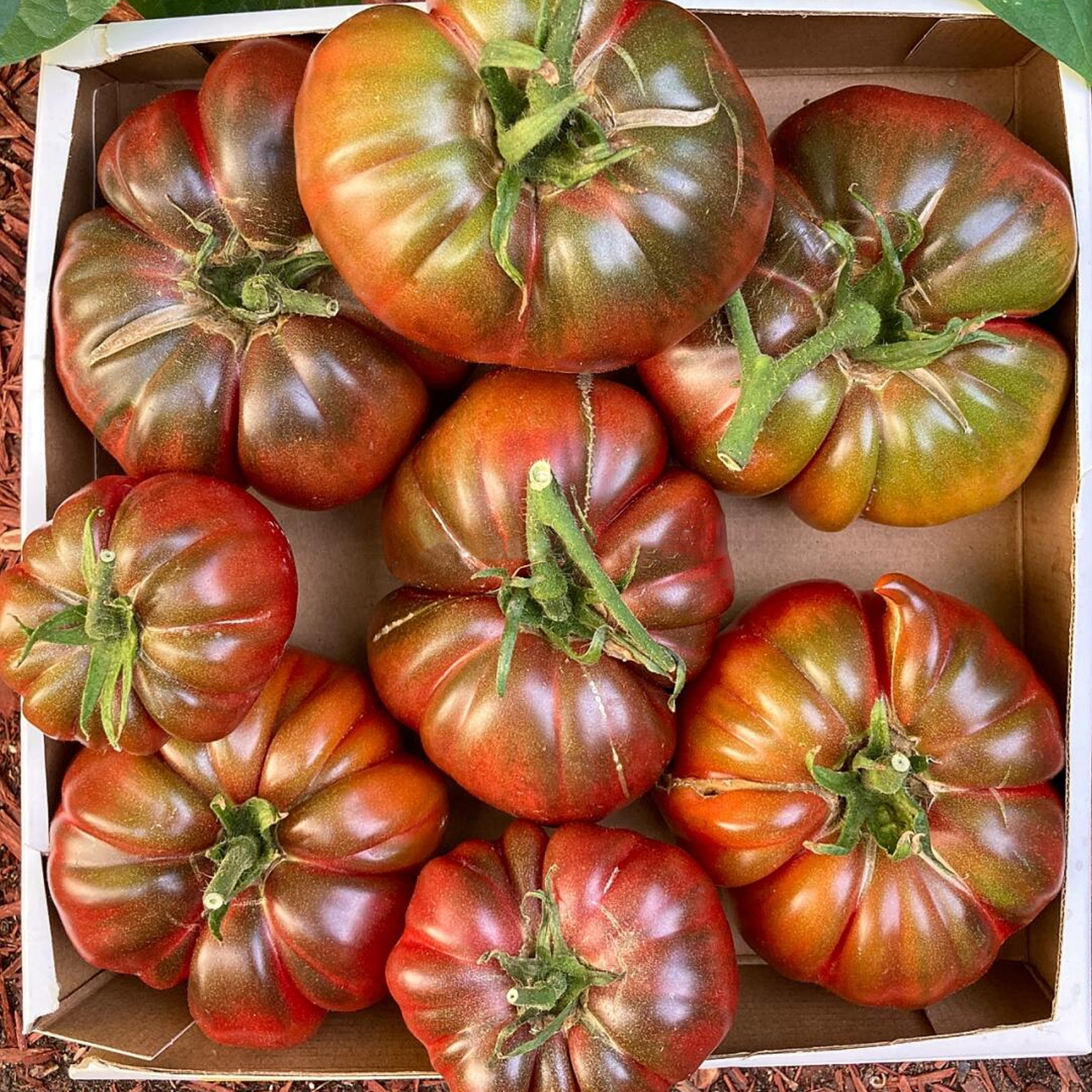 Large Tomato - Cherokee Purple