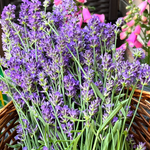 Lavender Seeds - Packet / Bulk