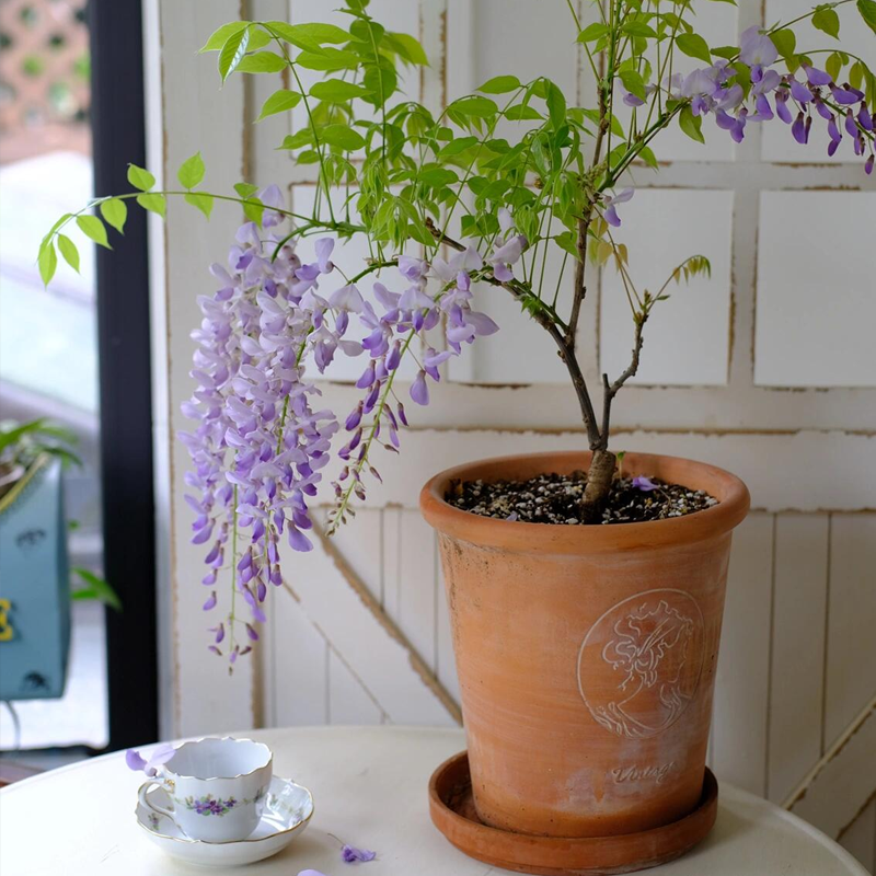 Wisteria Seeds - Purple