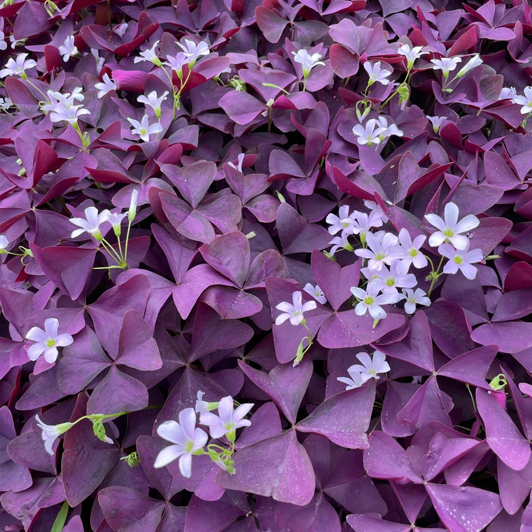 Oxalis Triangularis - Purple Shamrock