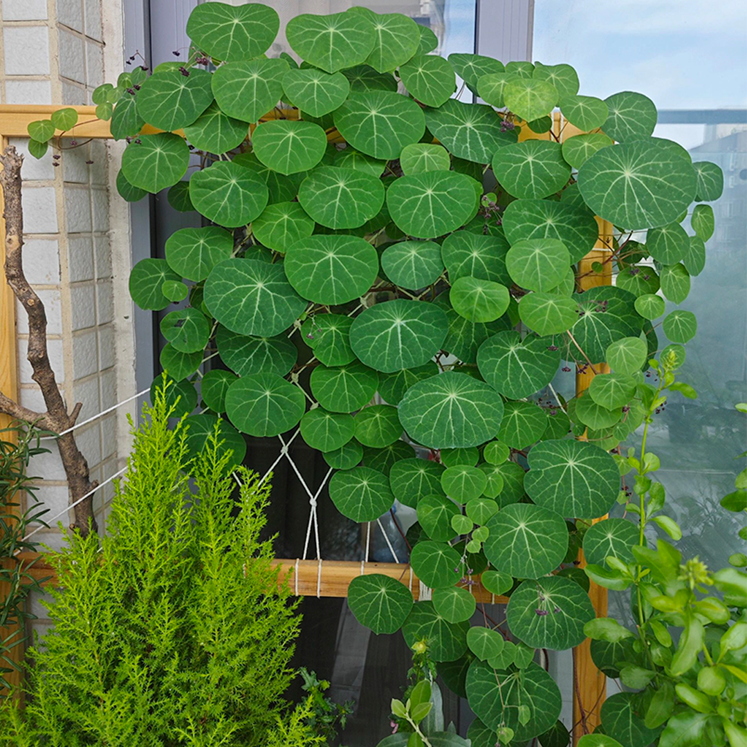 Stephania Erecta Climbing Greenery