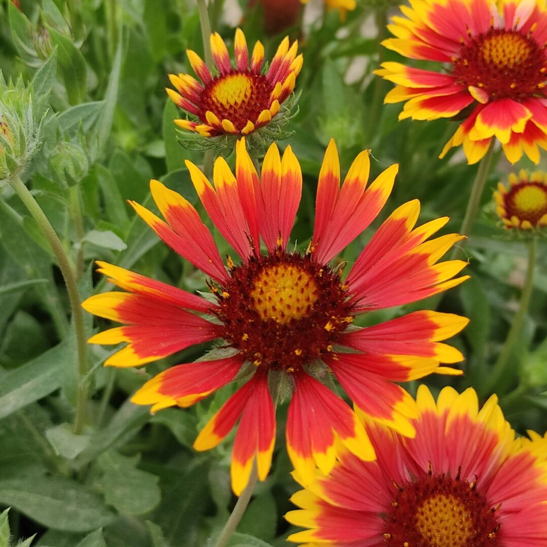 Blanket Flower Seeds