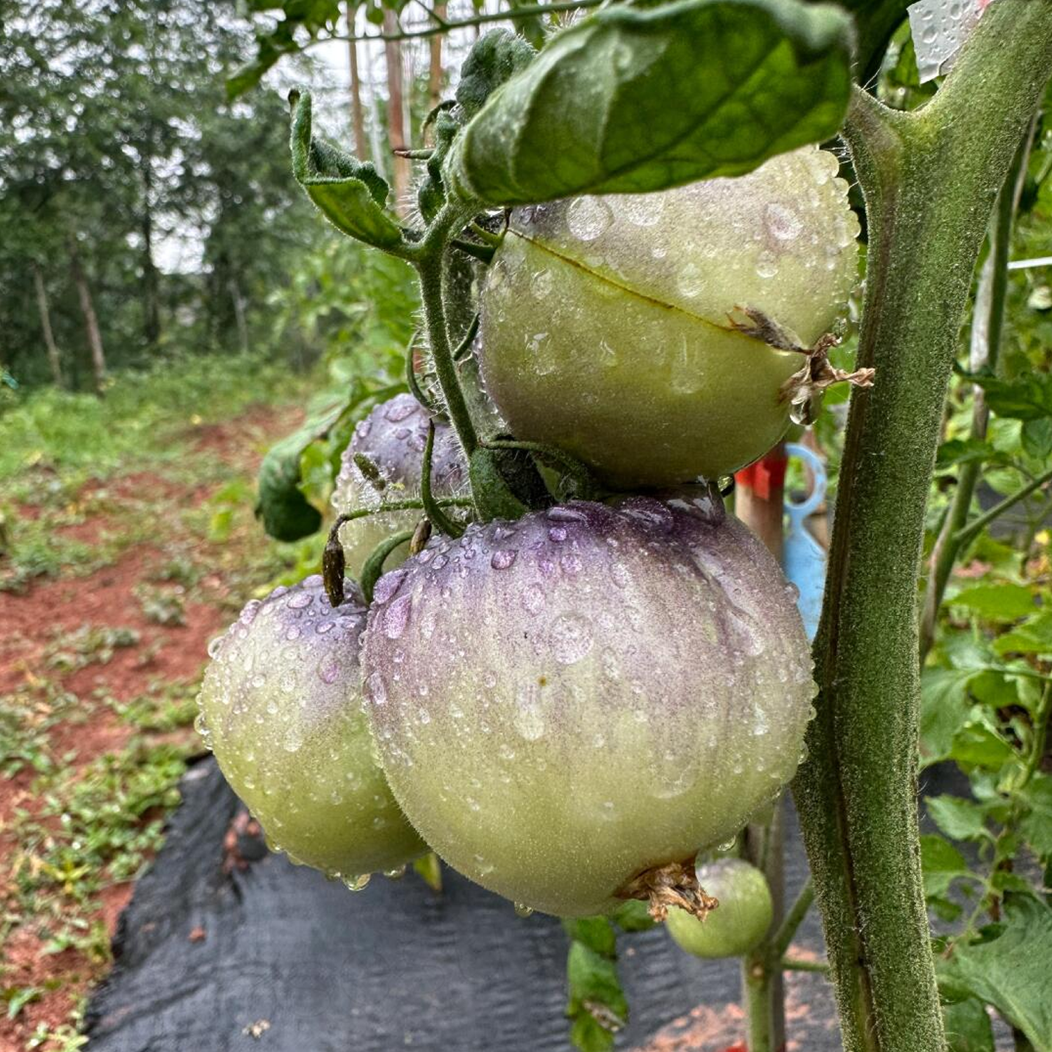 Tomato Seeds - Wagner Blue Green