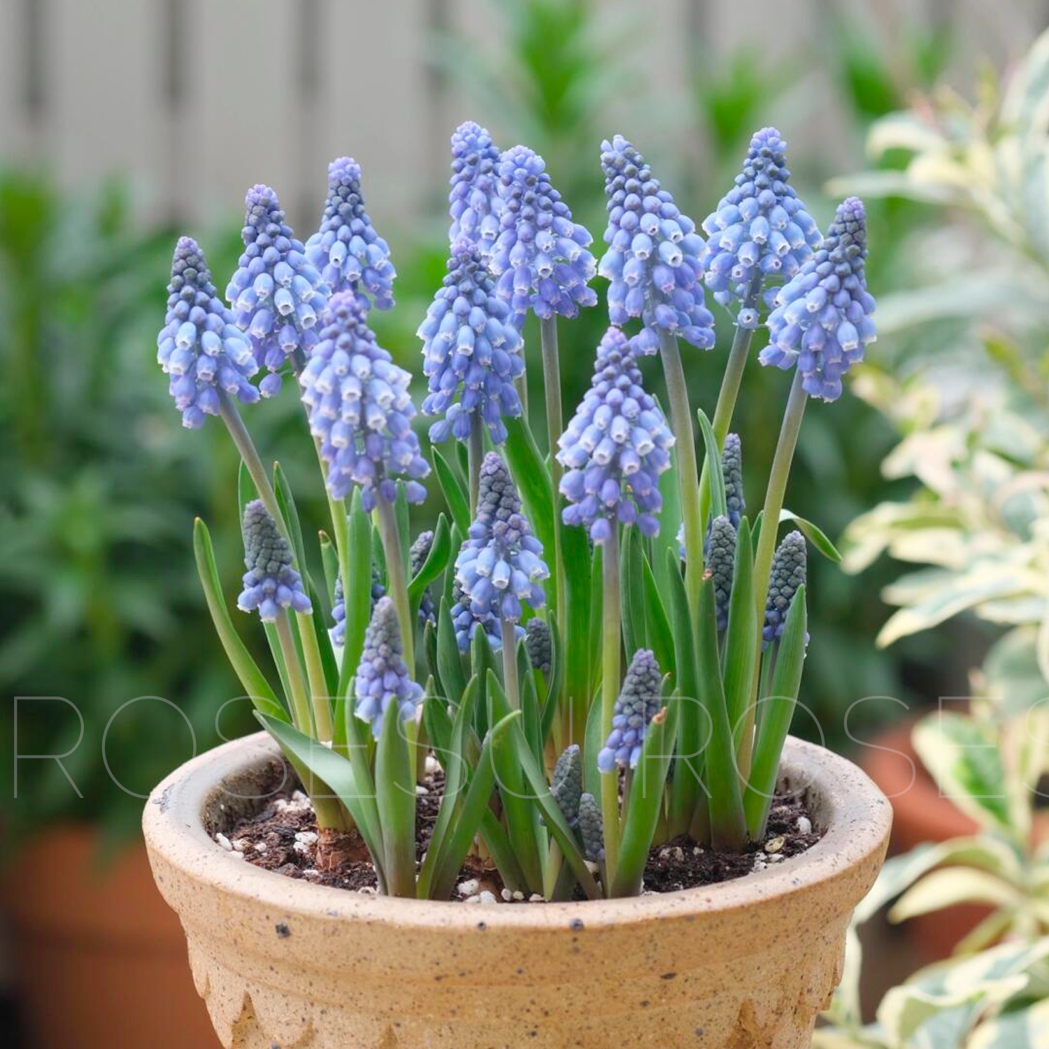 Grape Hyacinths