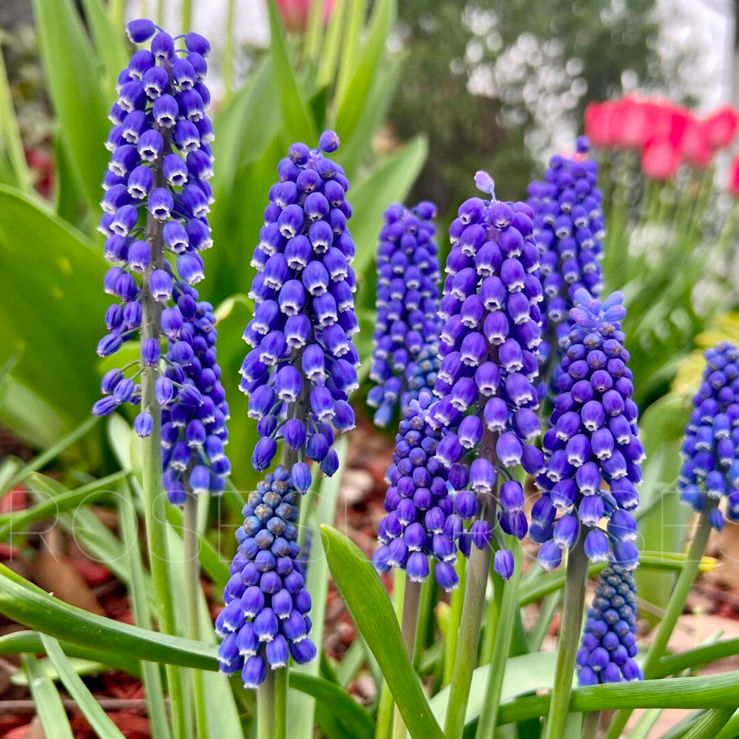 Grape Hyacinths