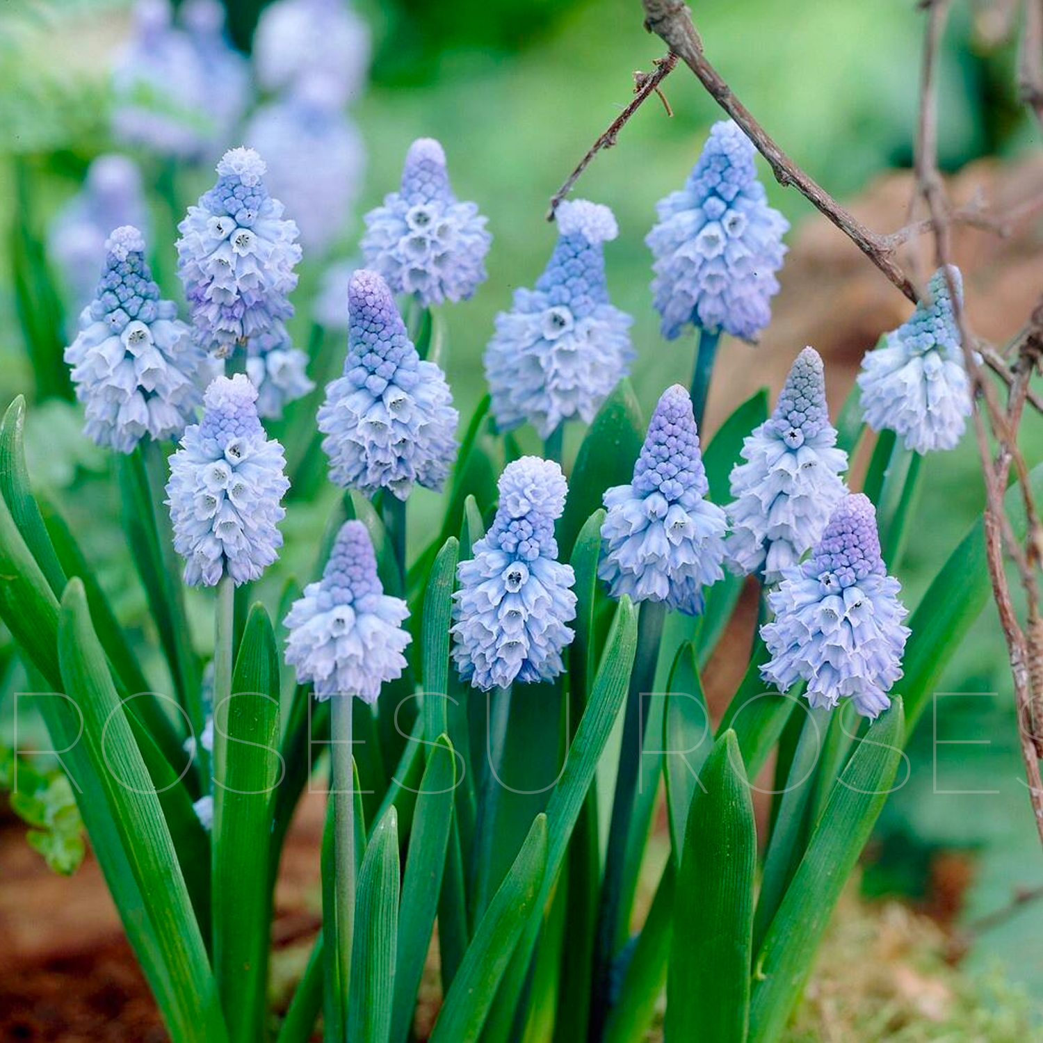 Grape Hyacinths