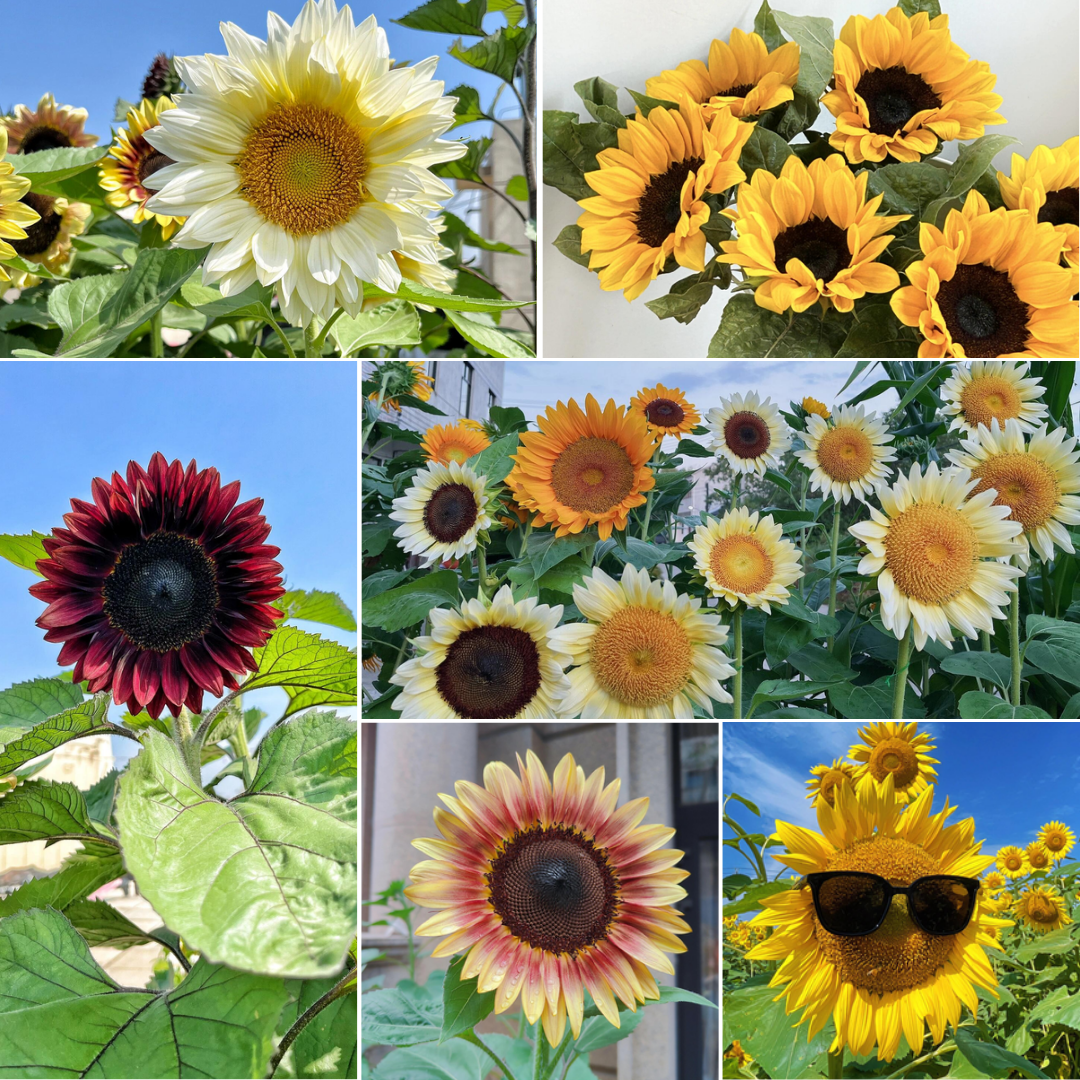 Real-Life Sun Producer - Sunflower Mix