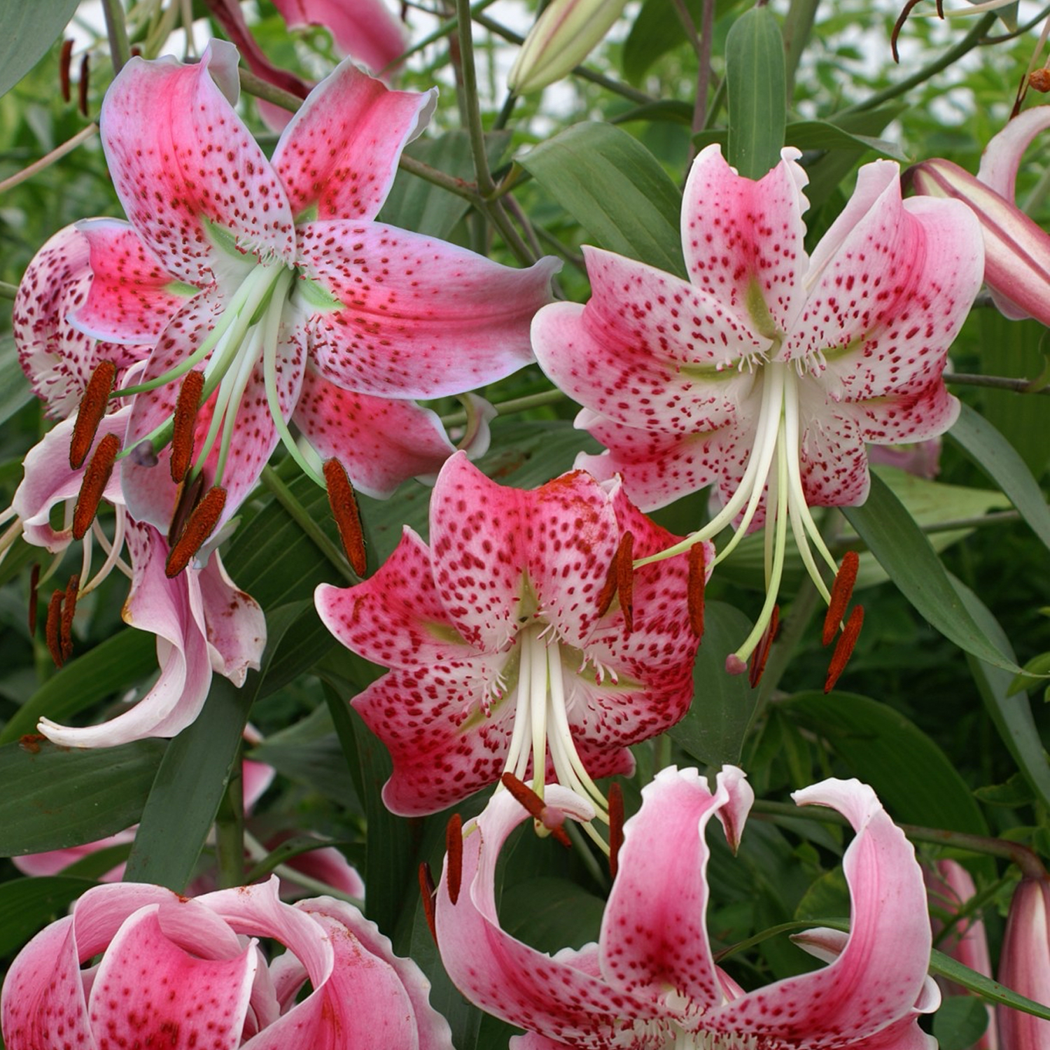 Lily Bulbs - Spec. Var. Rubrum Uchida