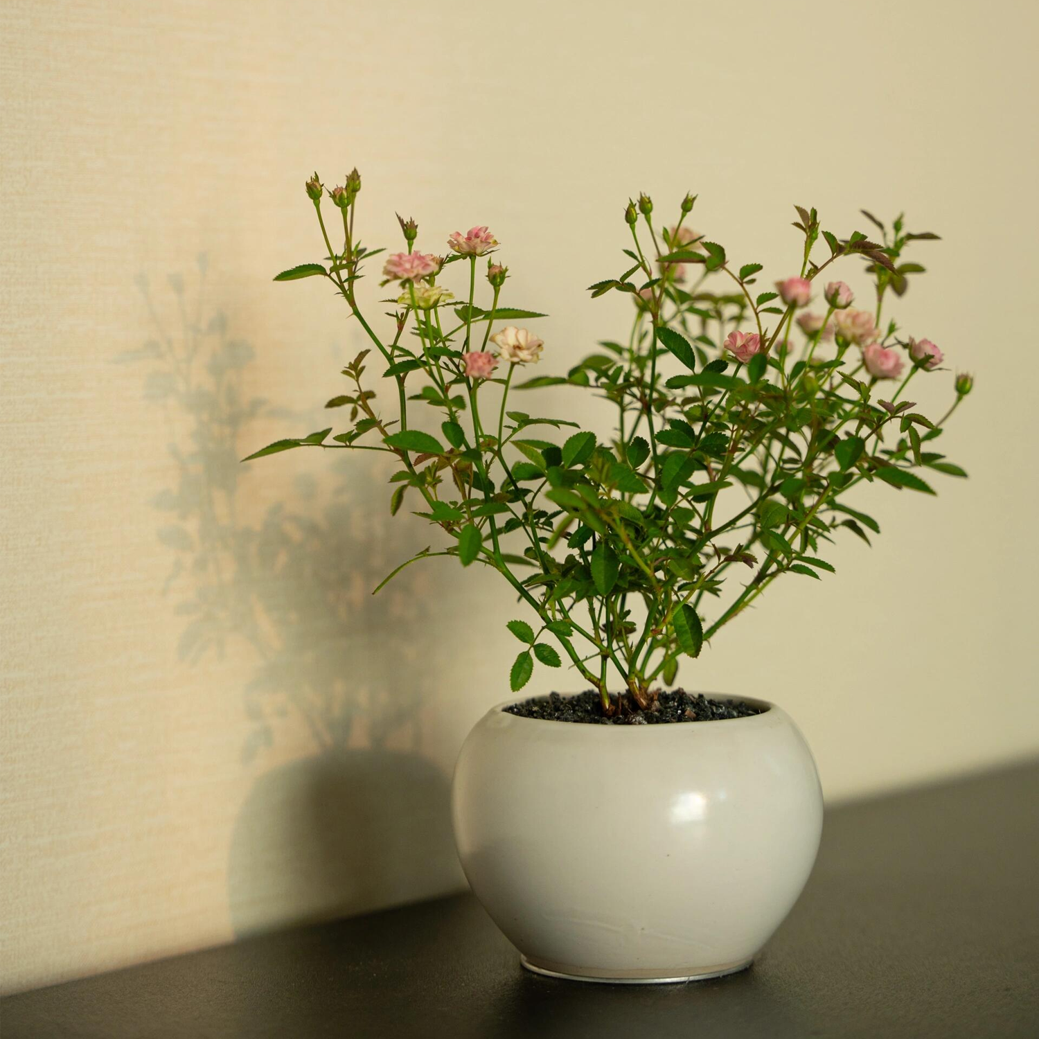 Desktop Micro Landscape -Golden Miniature Rose (With Buds)
