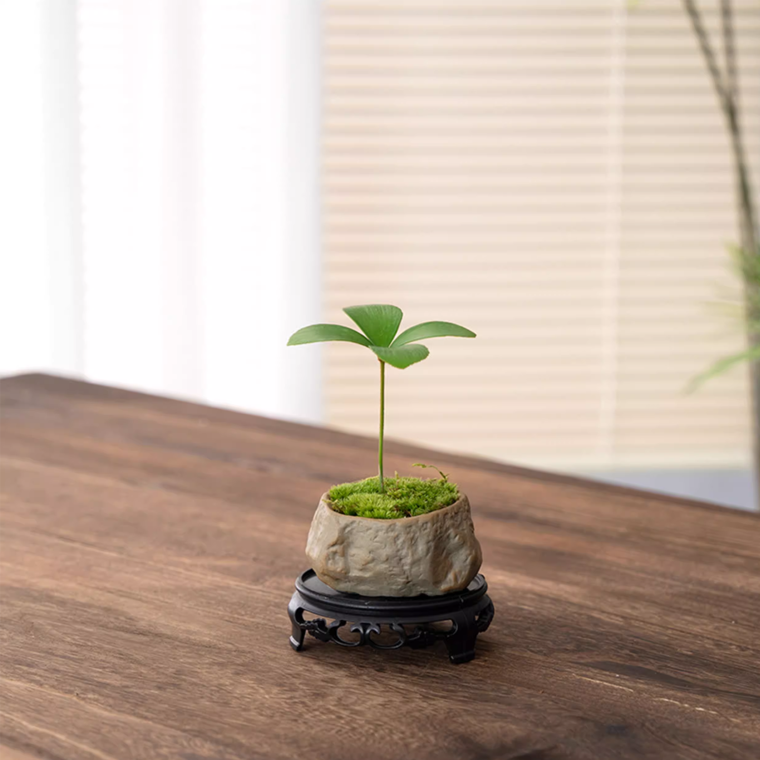 Desktop Micro Landscape - Evergreen Four-Leaf Clover
