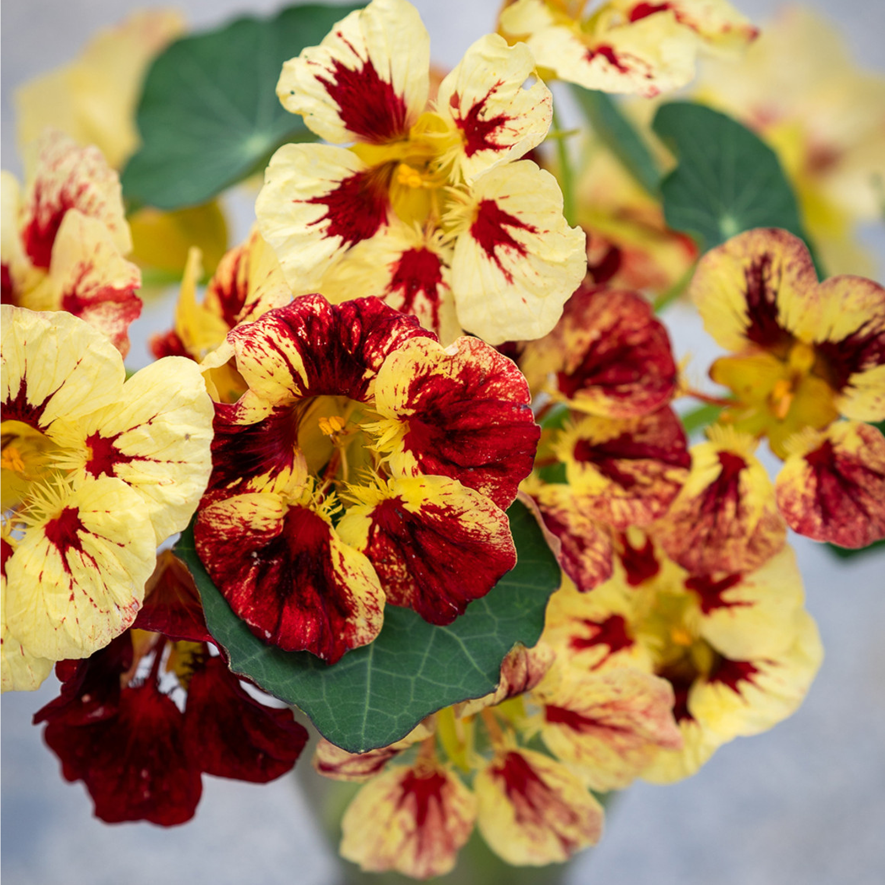 Nasturtium Seeds(Dwarf) - Bloody Mary