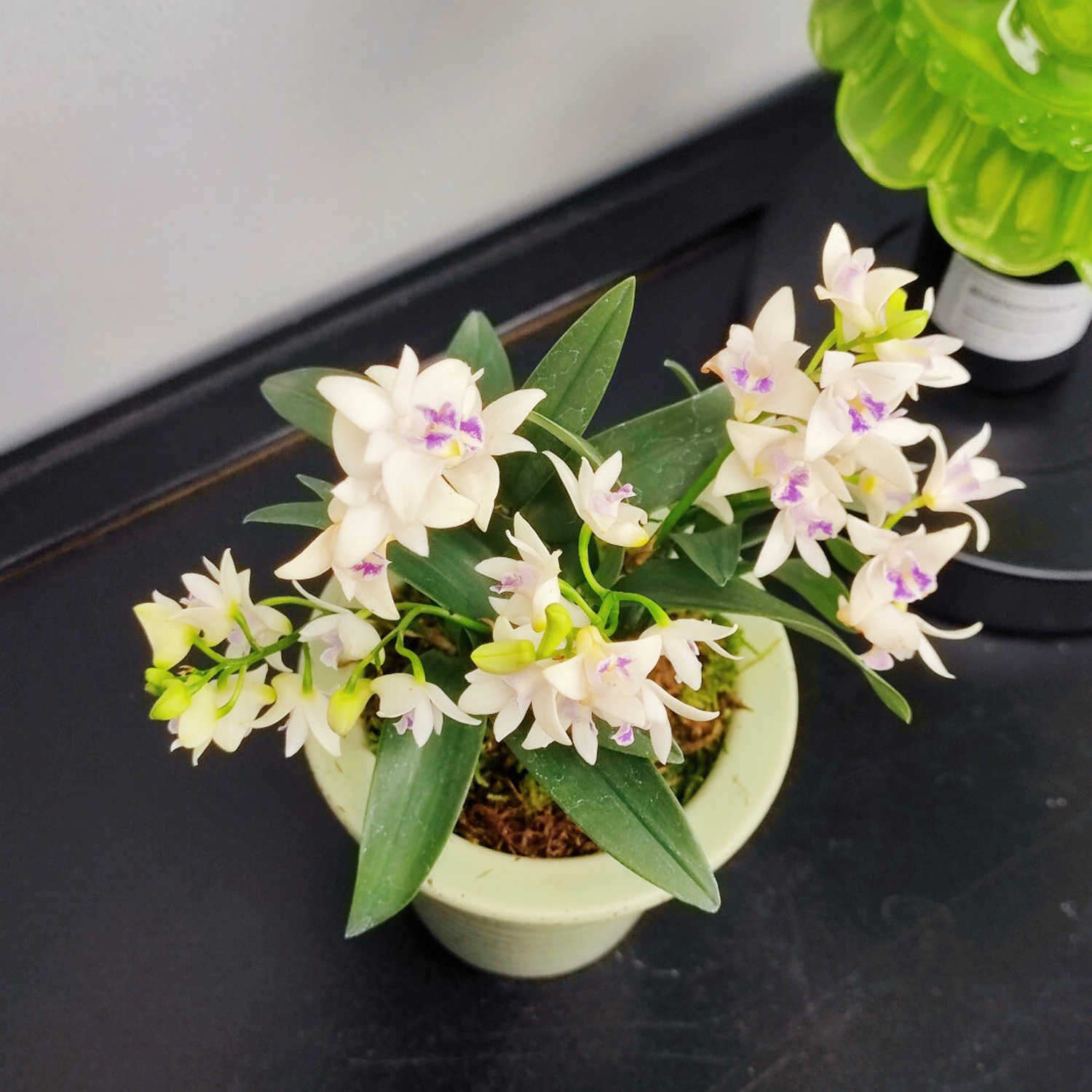 Potted Perfumed Dendrobium Orchid (With Buds)