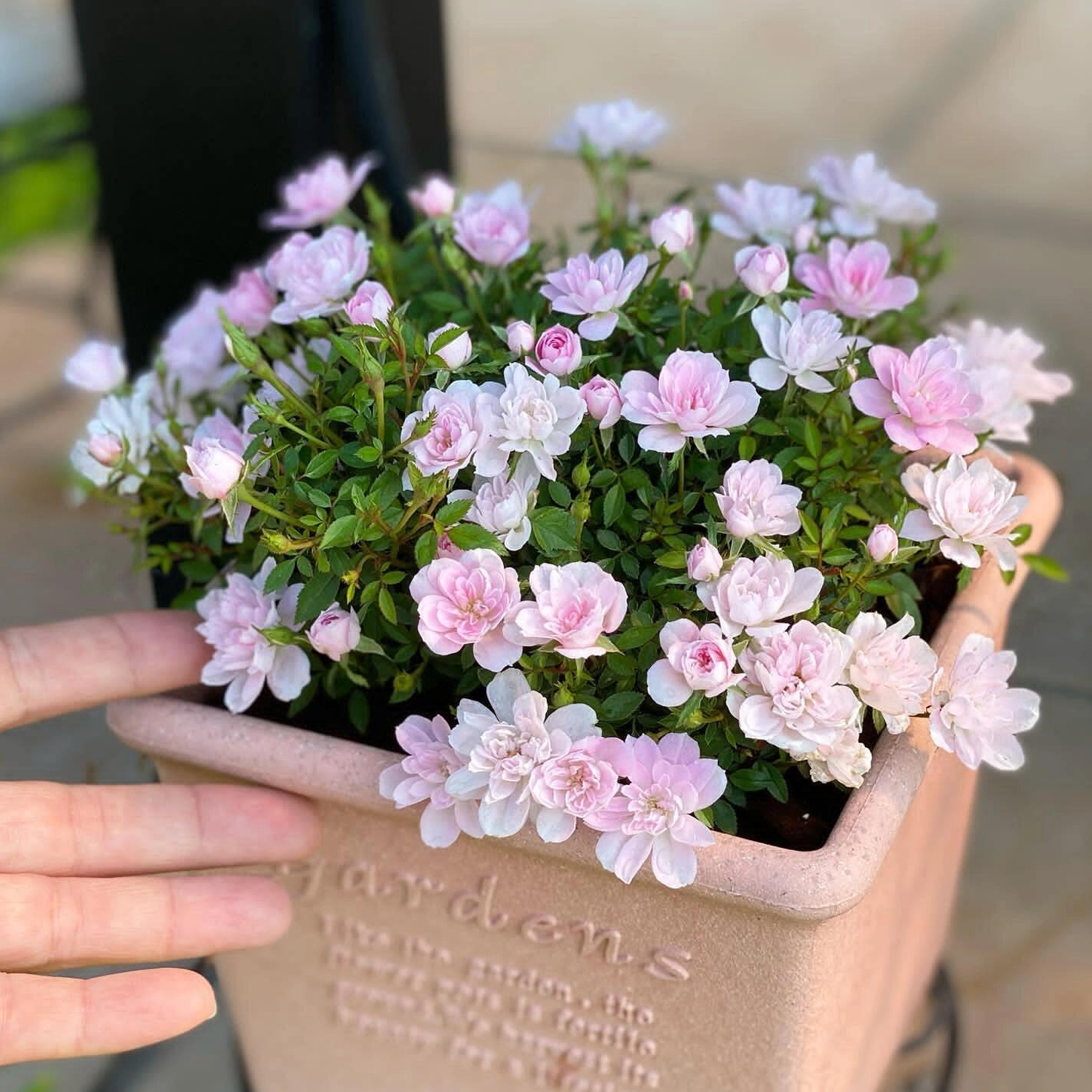 Desktop Micro Landscape - Mini Potted Rose (With Buds)