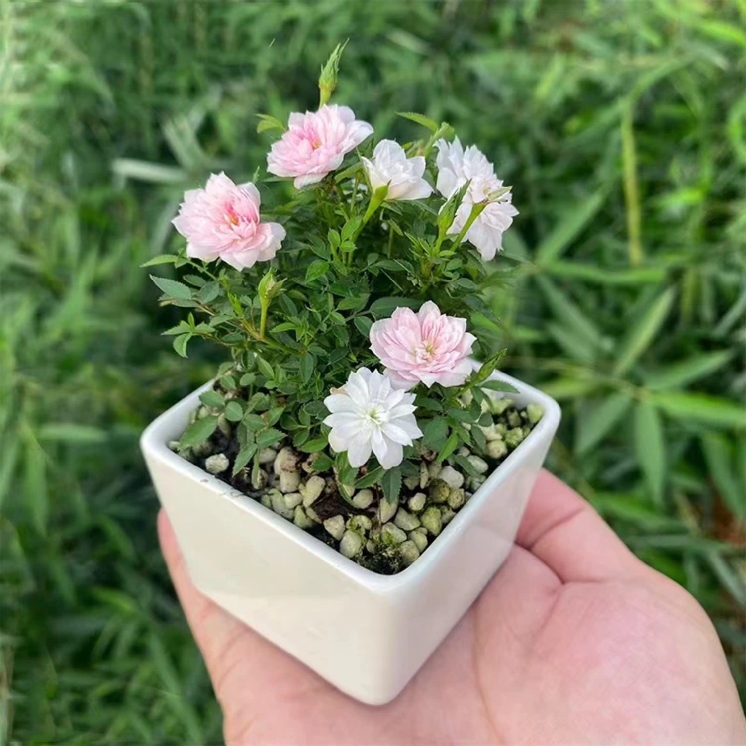 Desktop Micro Landscape - Mini Potted Rose (With Buds)
