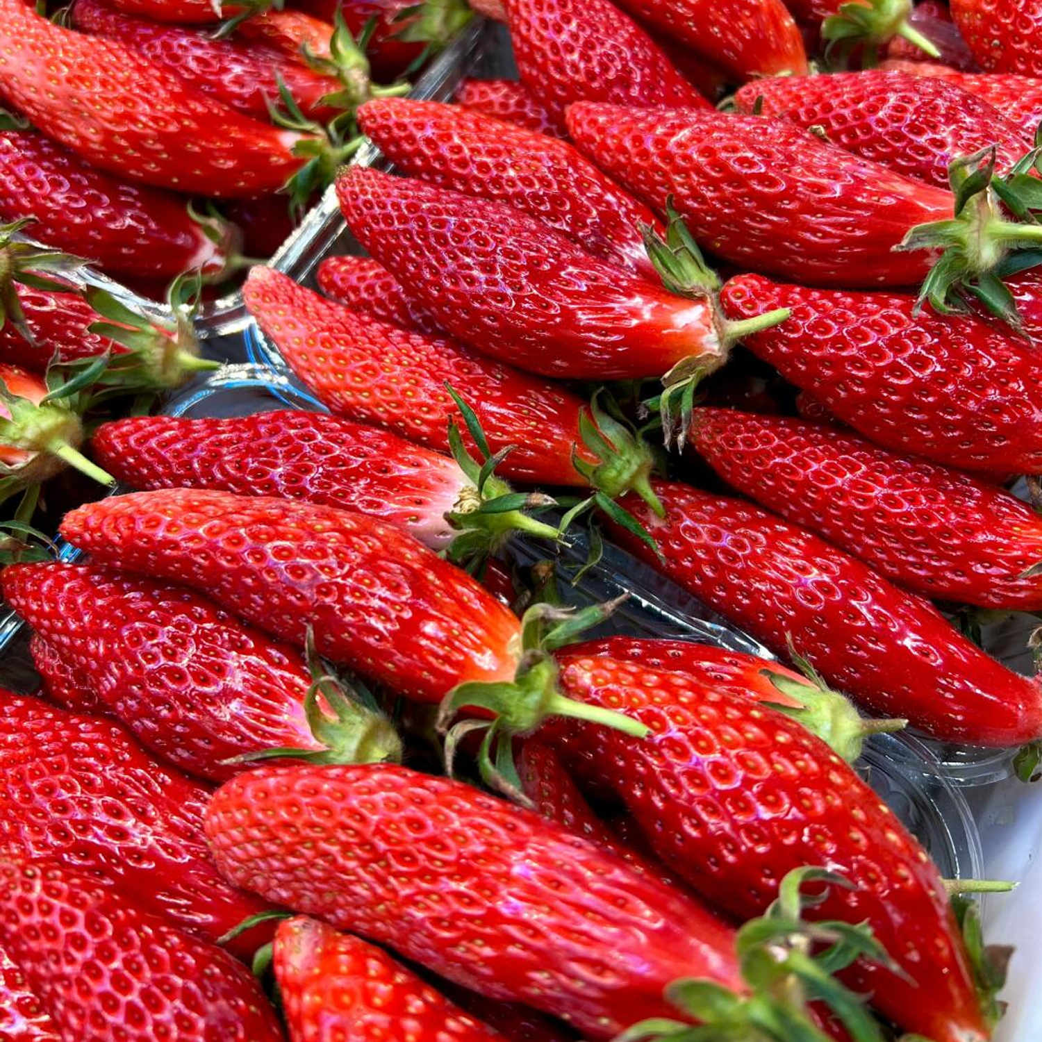 Rare Pepper Strawberry Seeds