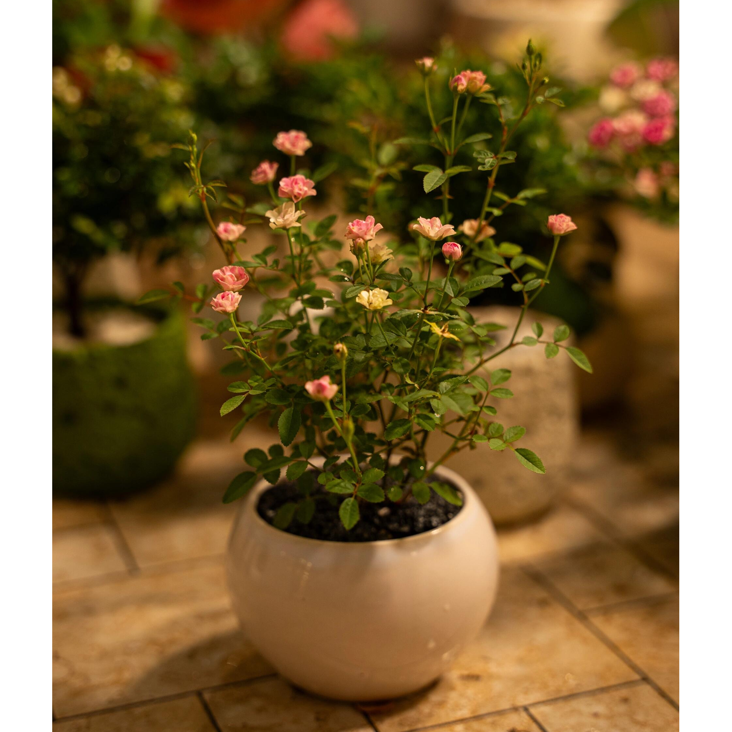 Desktop Micro Landscape -Golden Miniature Rose (With Buds)