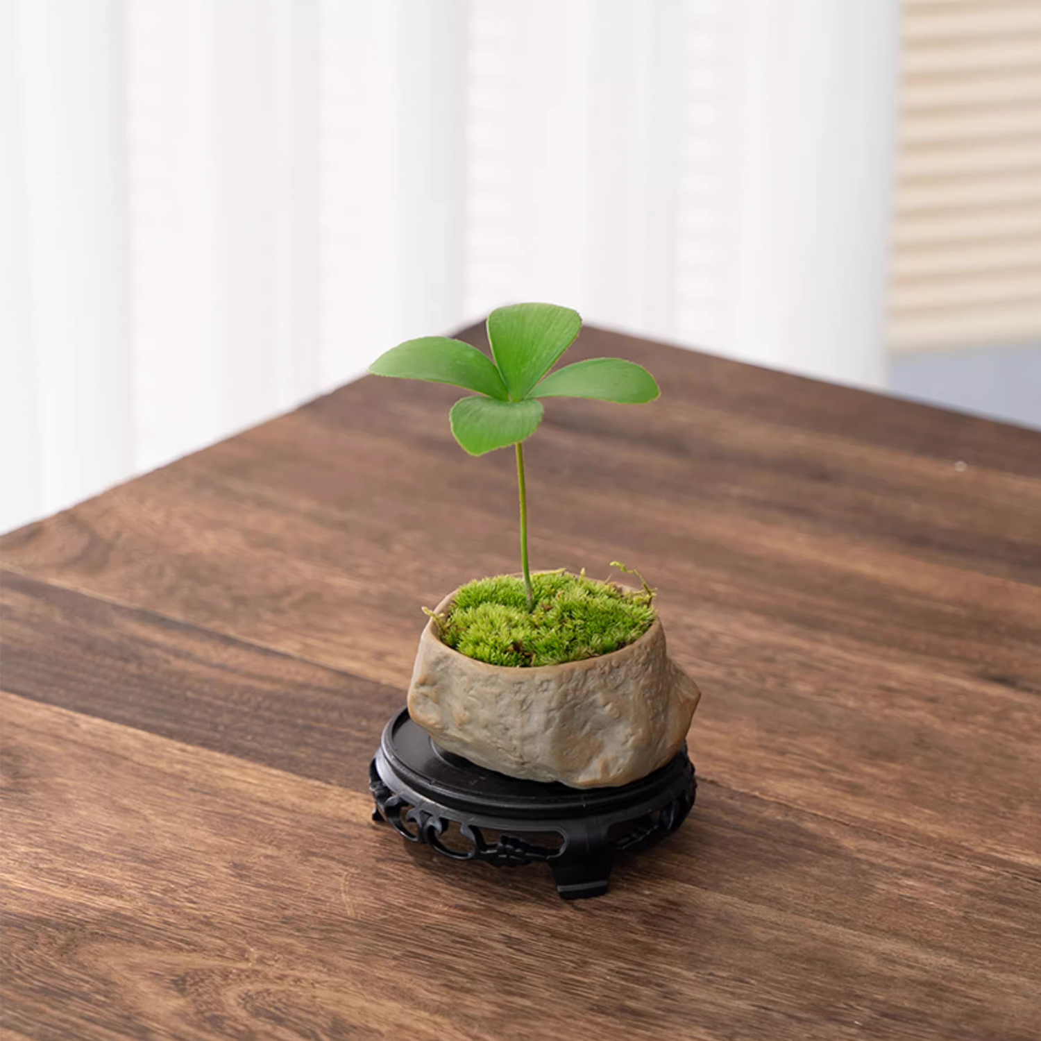 Desktop Micro Landscape - Evergreen Four-Leaf Clover
