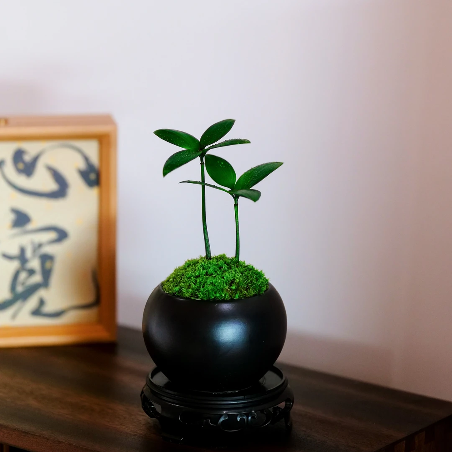 Desktop Micro Landscape - Green Moss & Evergreen Four-Leaf Clover