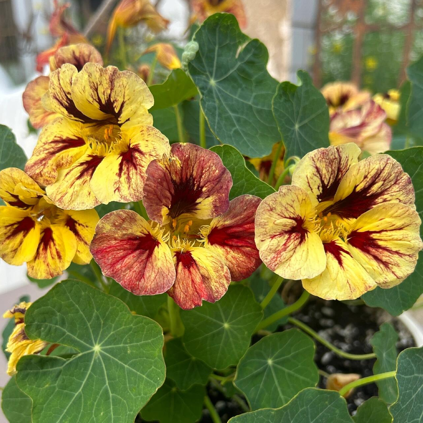 Nasturtium Seeds(Dwarf) - Bloody Mary